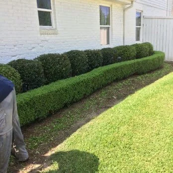 shrub maintenance