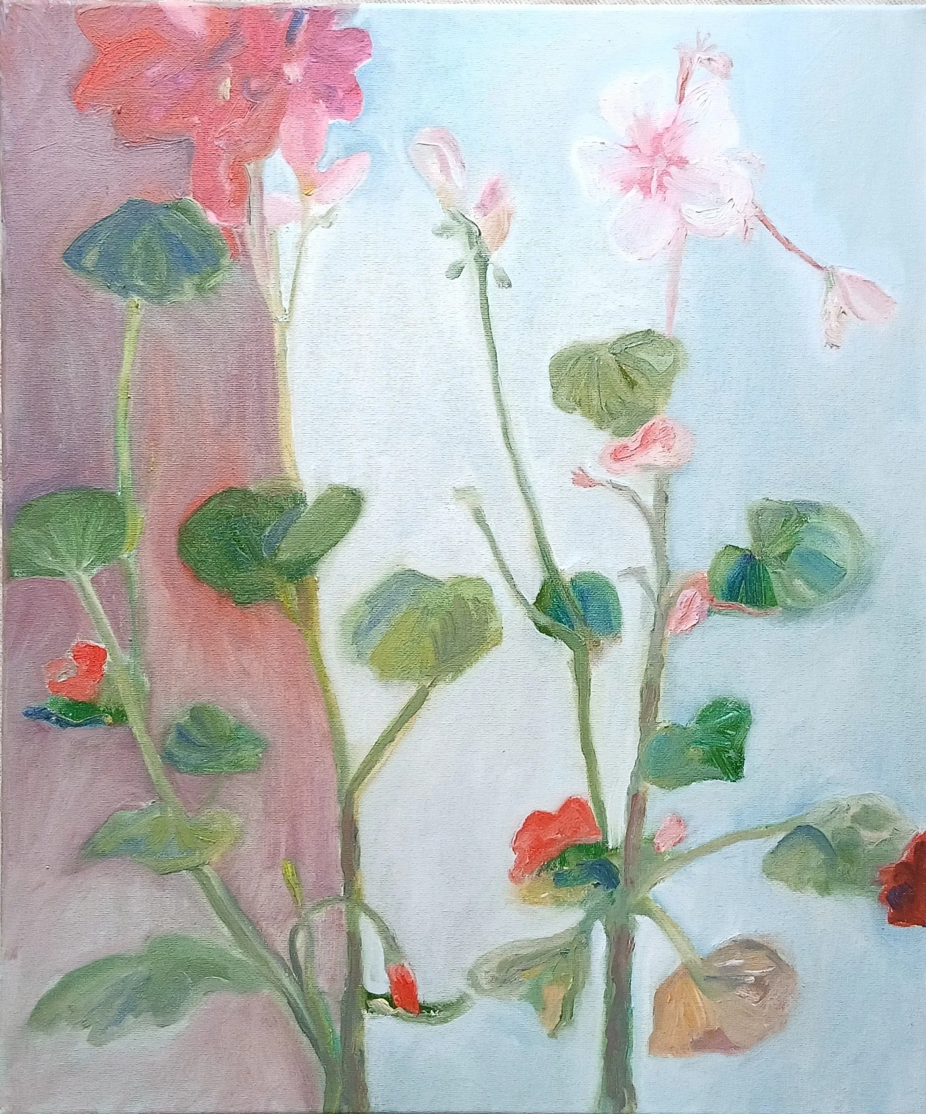 Pelargoniums.jpg