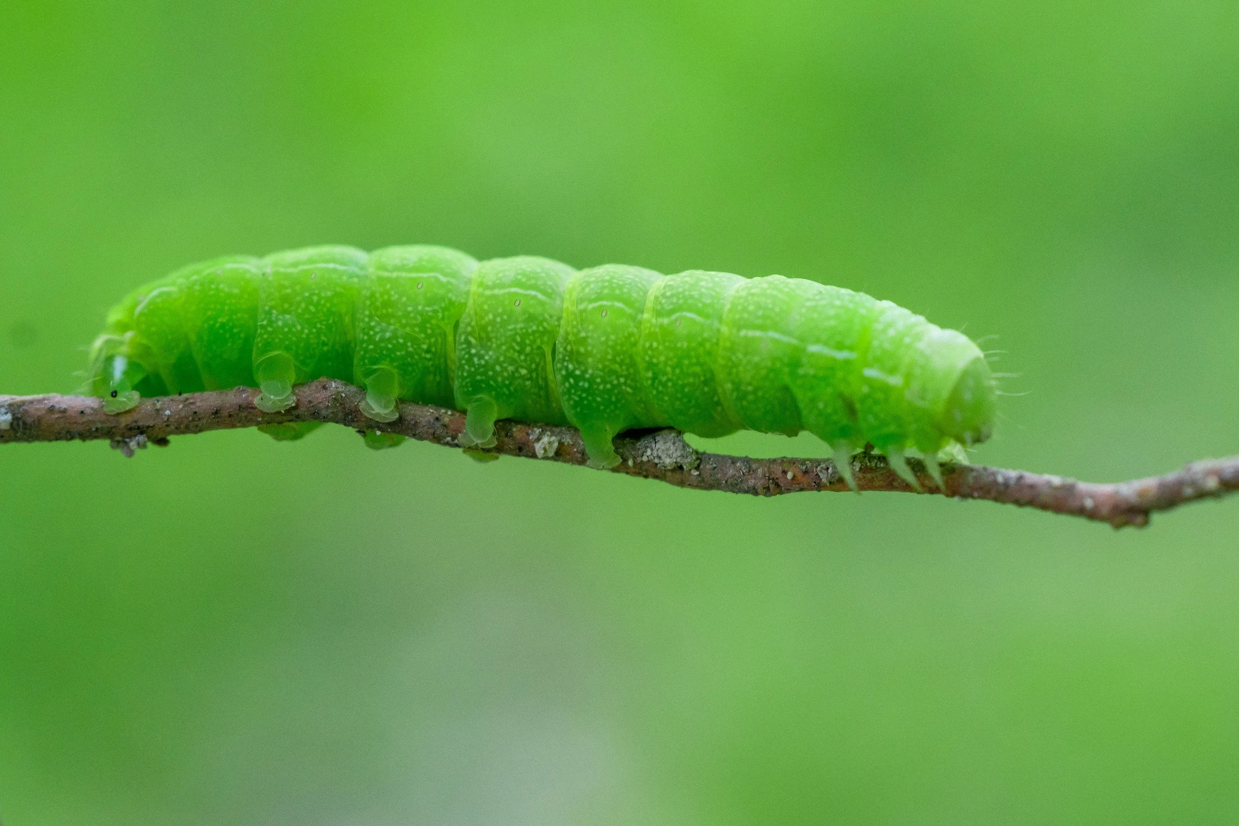 A bright green caterpillar crawling on a thin brown branch.
