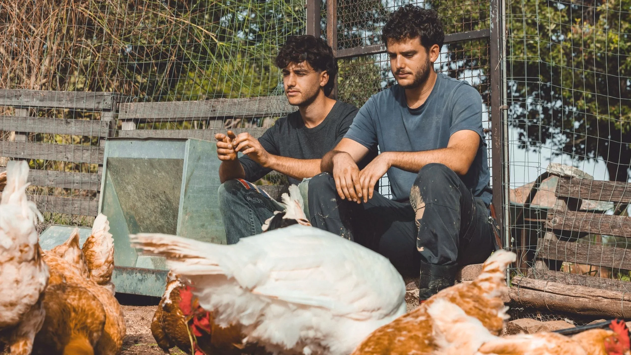 Due giovani uomini che si trovano in un cortile di fattoria circondato da gabbie e reti, intenti a prendersi cura di galline e altri uccelli da cortile.