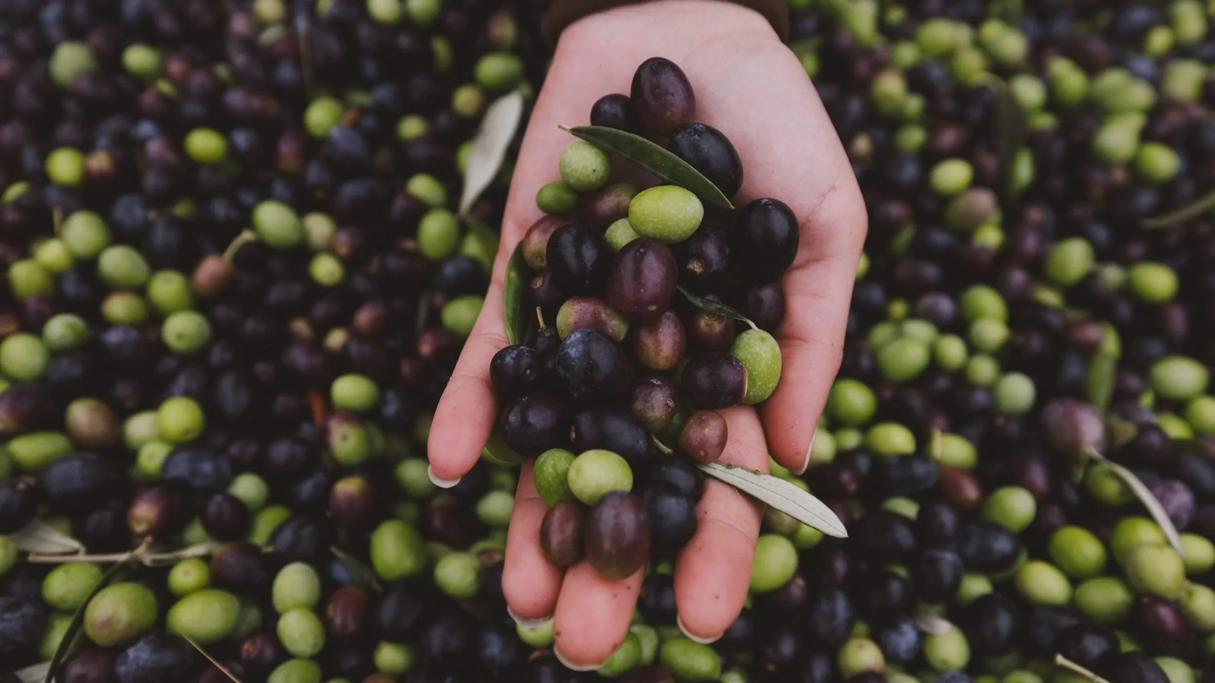 Mano che tiene un grappolo di olive verdi e nere con foglie, sullo sfondo un albero di ulivo.