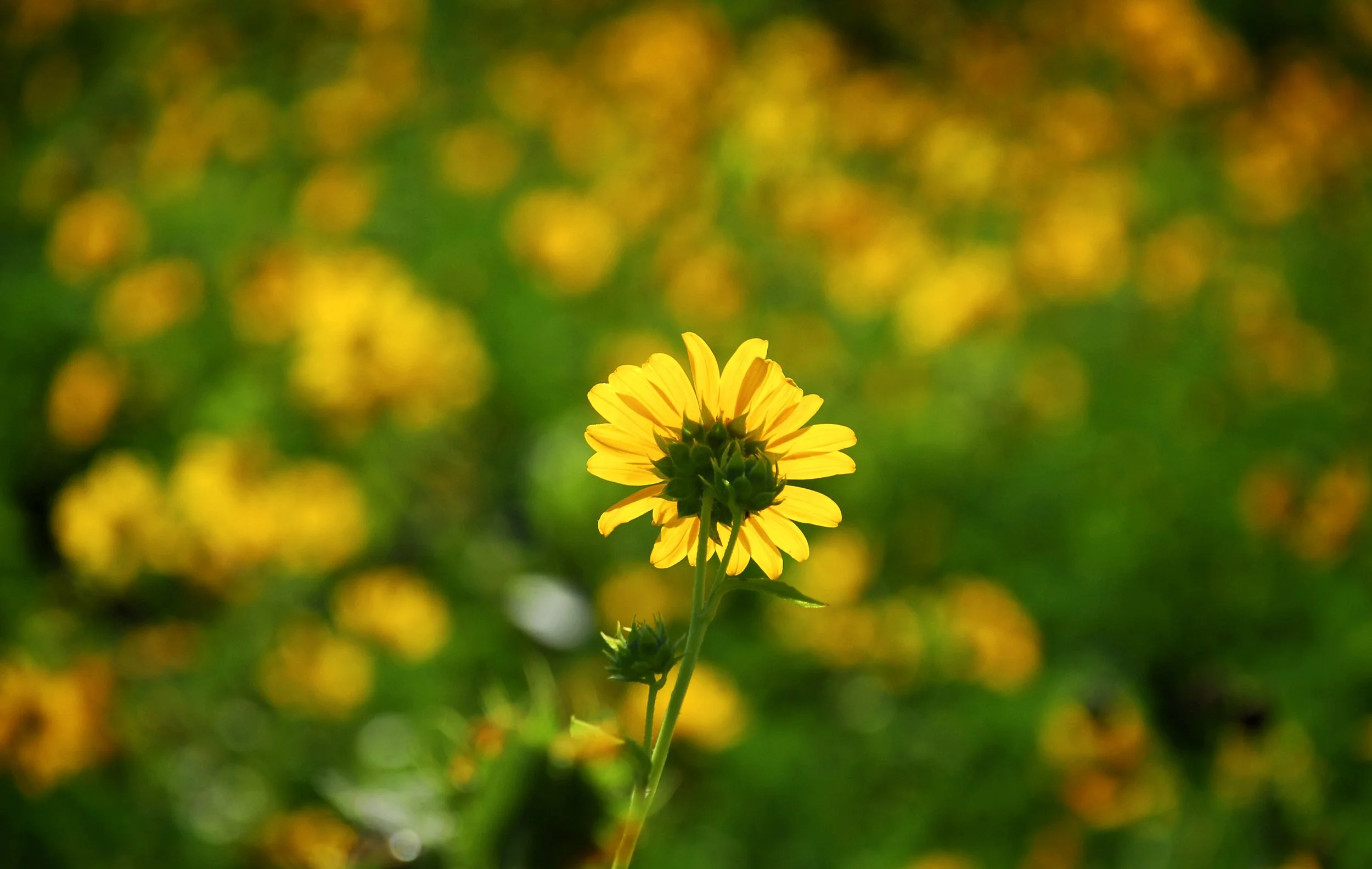 wildflower_03_sierras.jpg