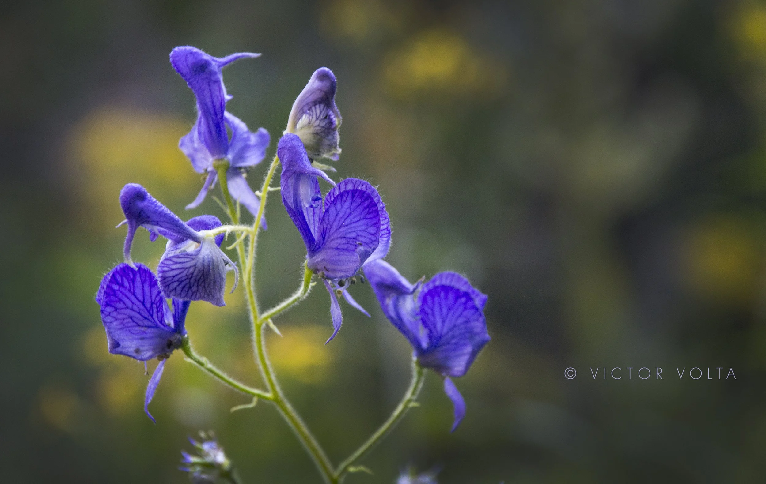 wildflower_42_jmt.jpg
