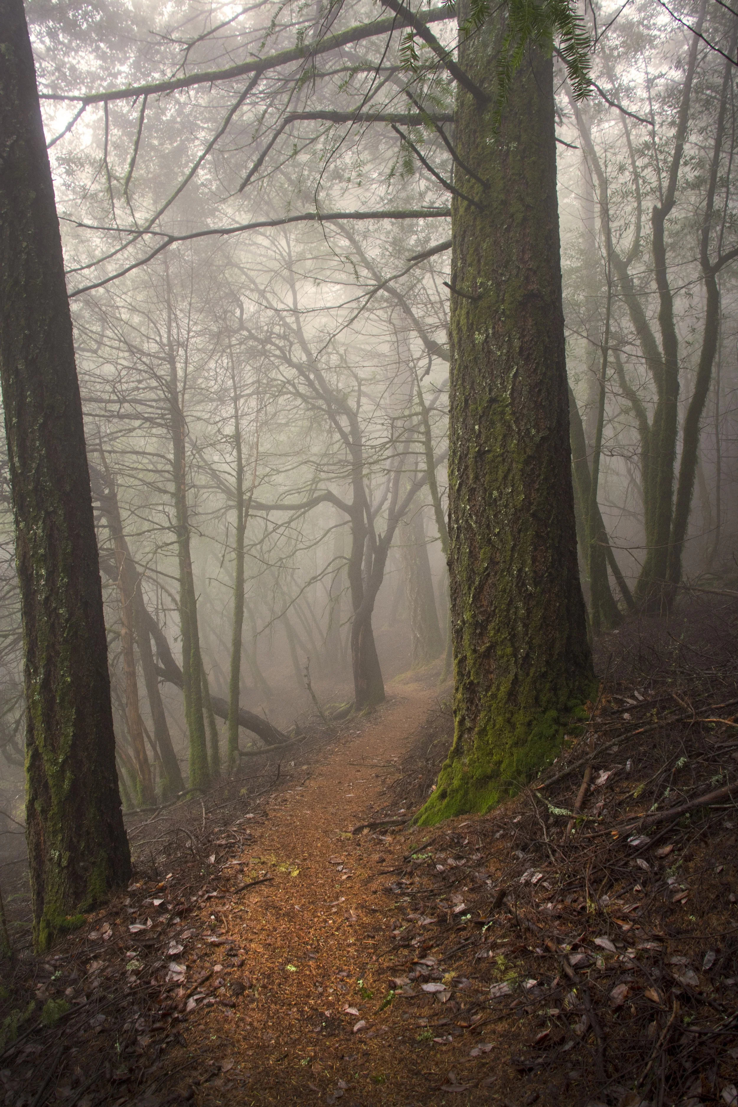 marincounty_34.jpg