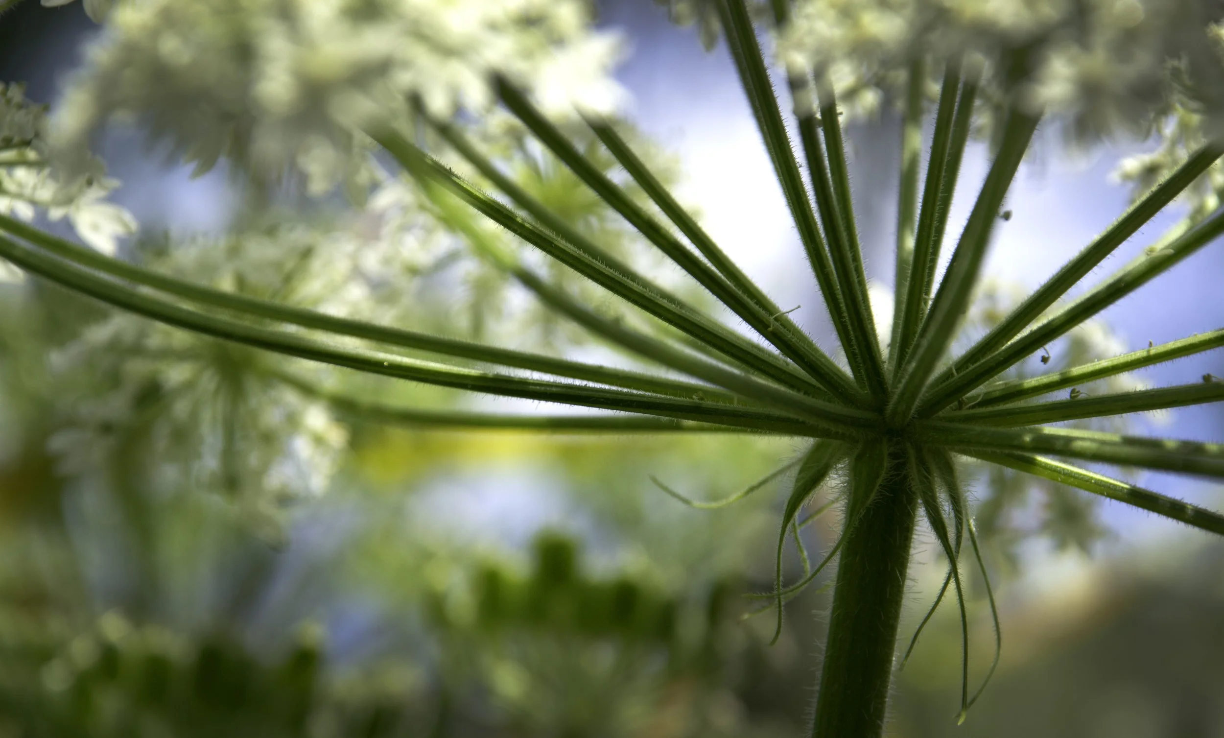 wildflower_30_tamalpais.jpg