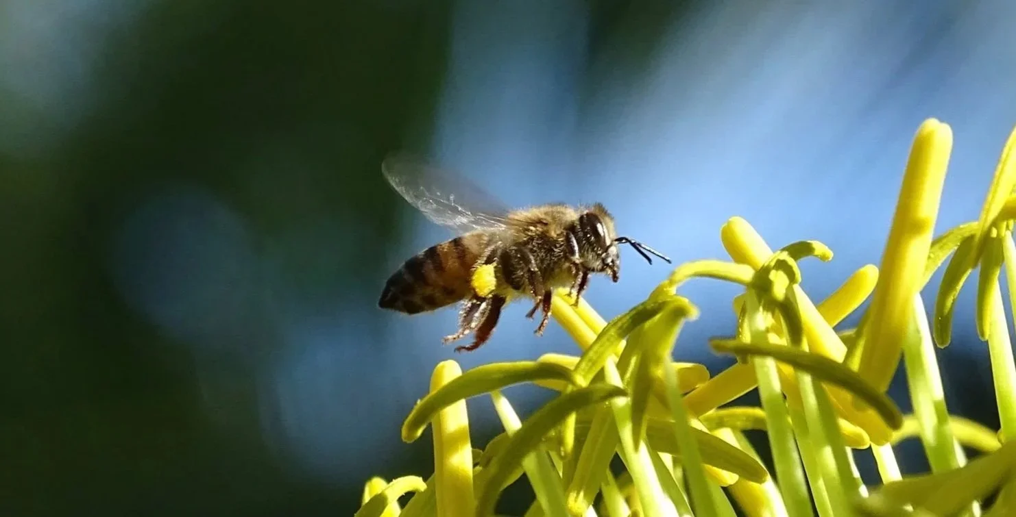 *DEMO* El banquete microscópico de las abejas: Transformación del polen en las colmenas de Yucatán