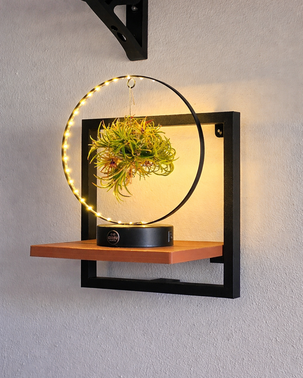 Pianta di succulenta sospesa in un anello circolare con luci LED, posizionata su mensola di legno su supporto nero.