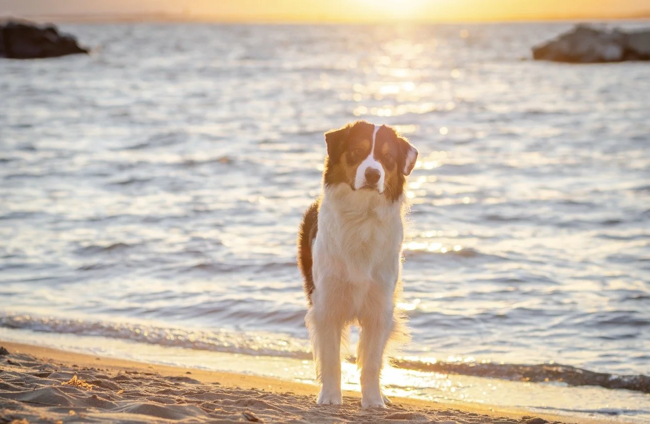 A dog standing on a sandy beach near the water at sunset.