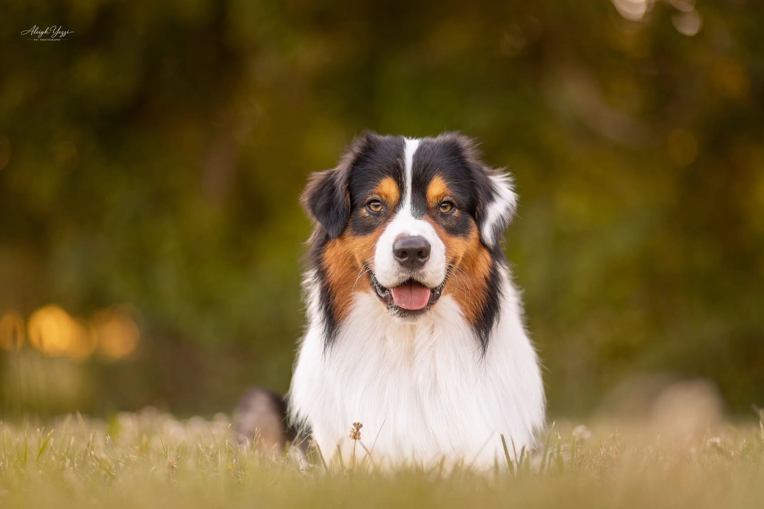 Dog Portrait Session
