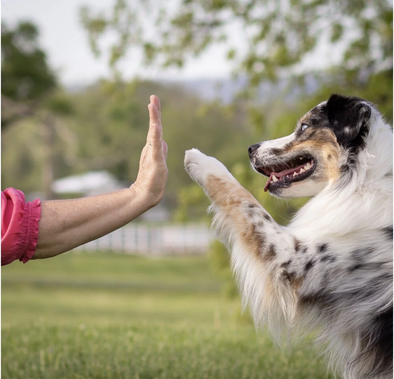 Dog & Human Portrait Session
