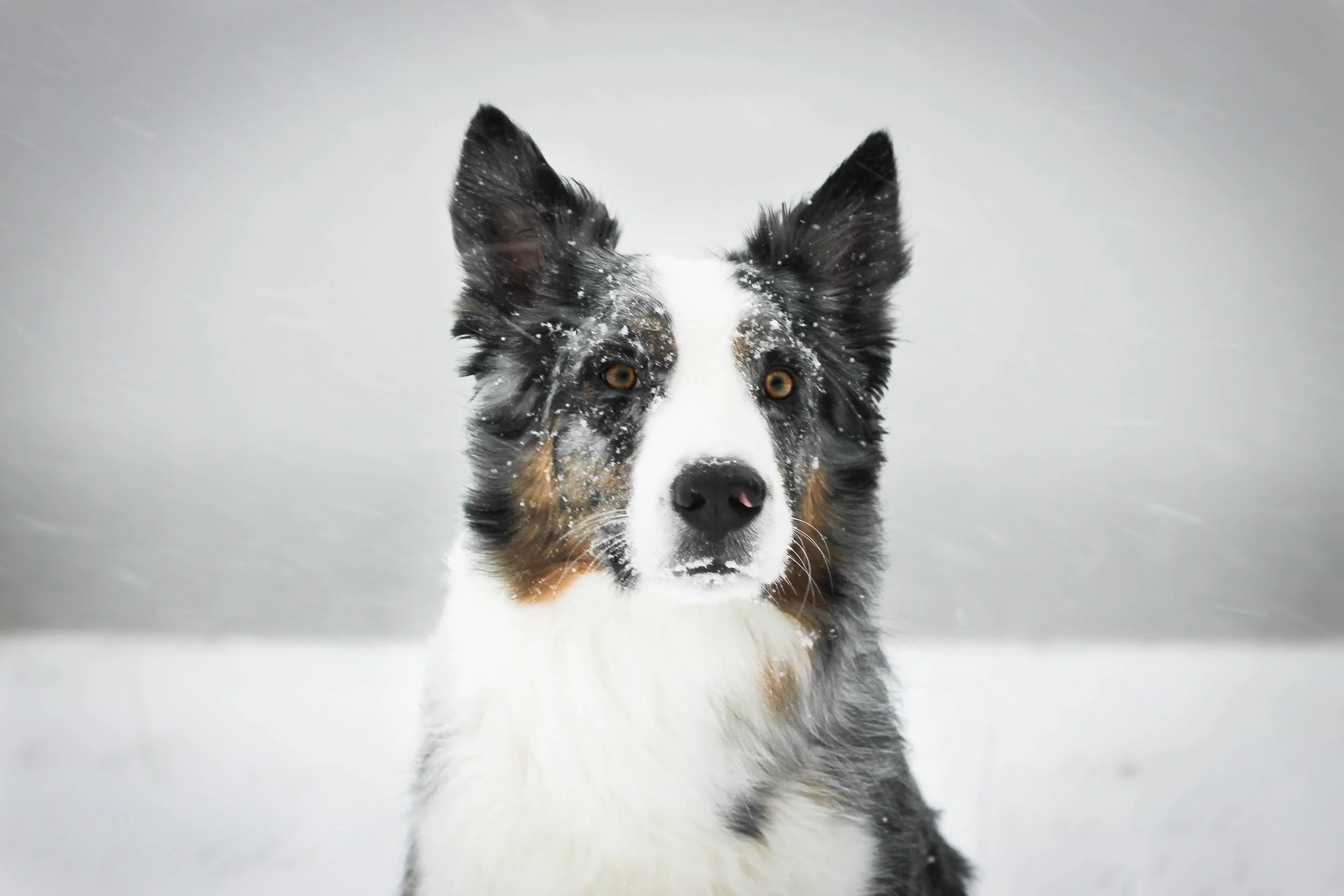 A dog with black, white, and brown fur, standing in the snow with snow on its face, looking directly at the camera.