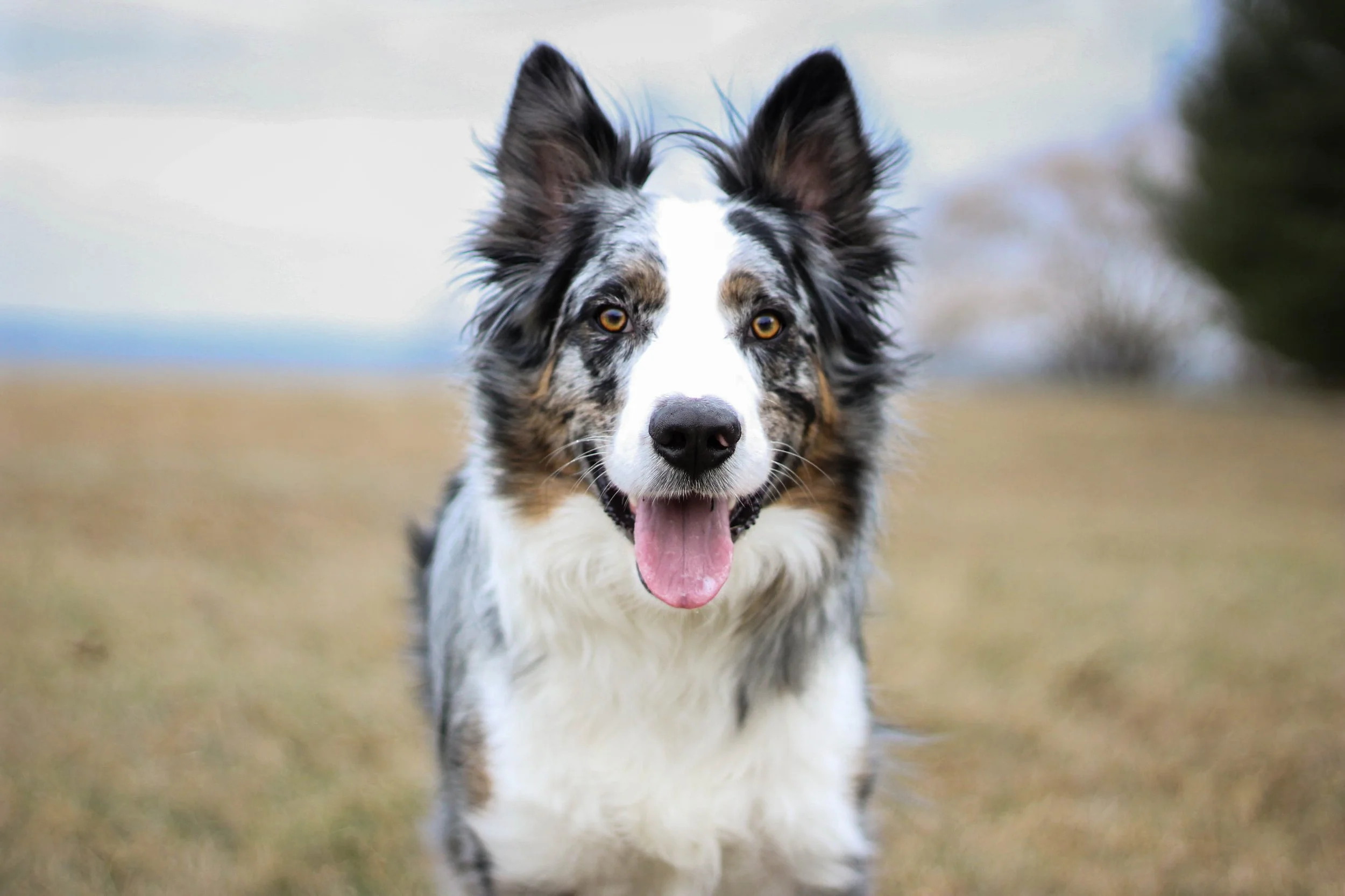 A happy Australian Shepherd dog with a merle coat pattern, standing outdoors on a grassy field with trees and a cloudy sky in the background.