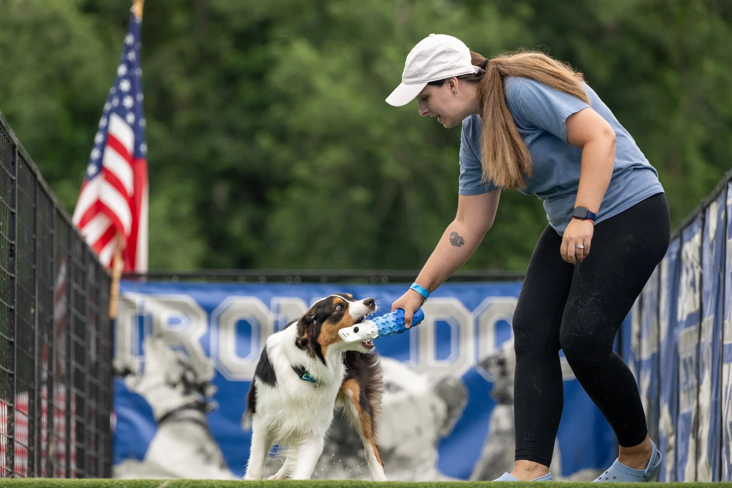 A woman holding a blue toy while the dog, a black, white, and brown Australian Shepherd, pulls on it. The woman is wearing a hat, a blue t-shirt, black leggings, and a watch. There are trees and a fence in the background.