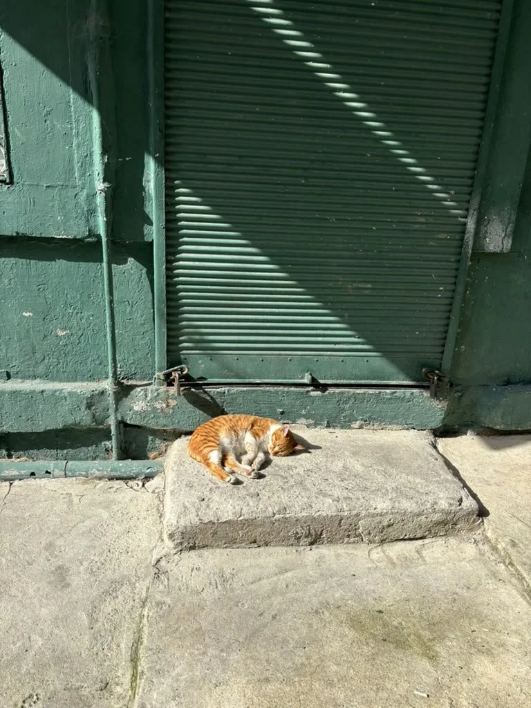 Final cat