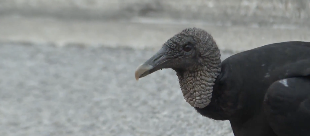 KXAN// Bird flu found in black vultures near New Braunfels