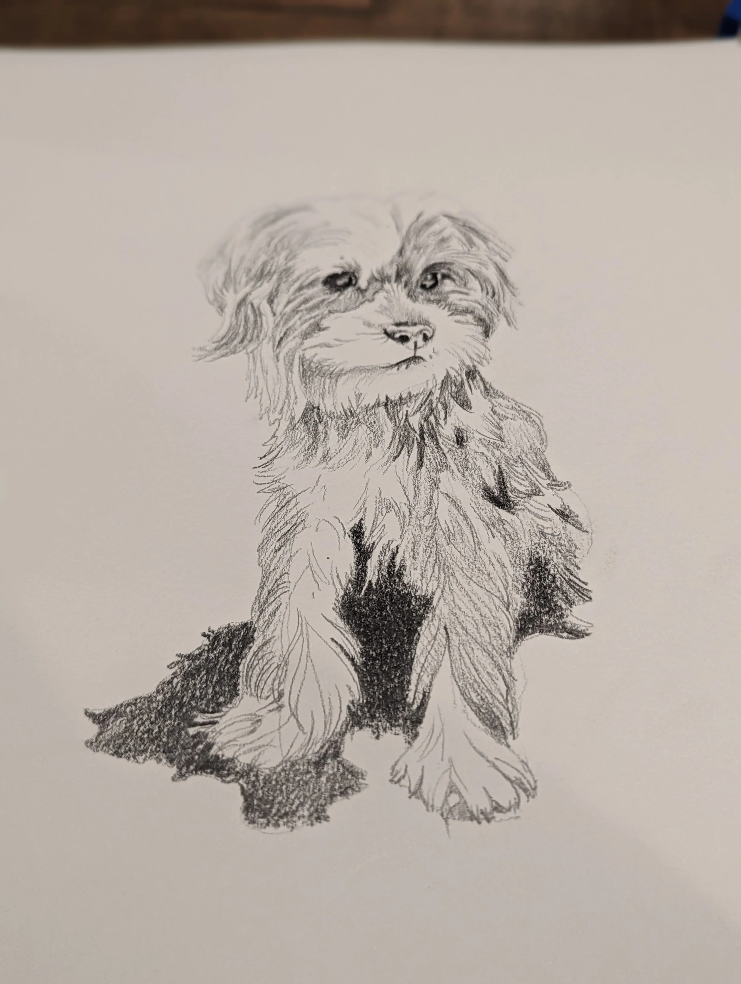 A detailed pencil sketch of a cute, fluffy dog sitting on a white surface.
