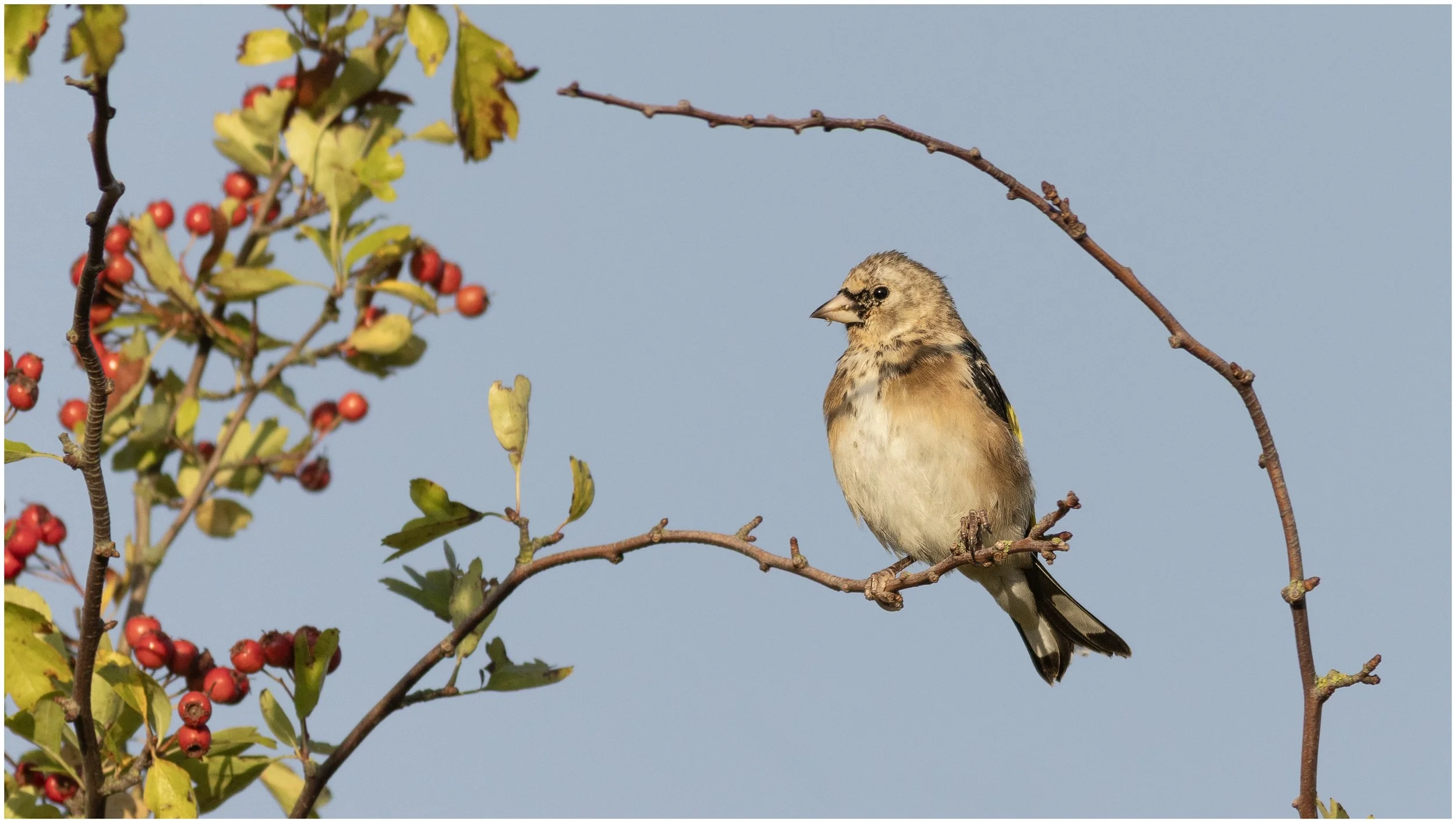 Goldfinch (Juvenile)

