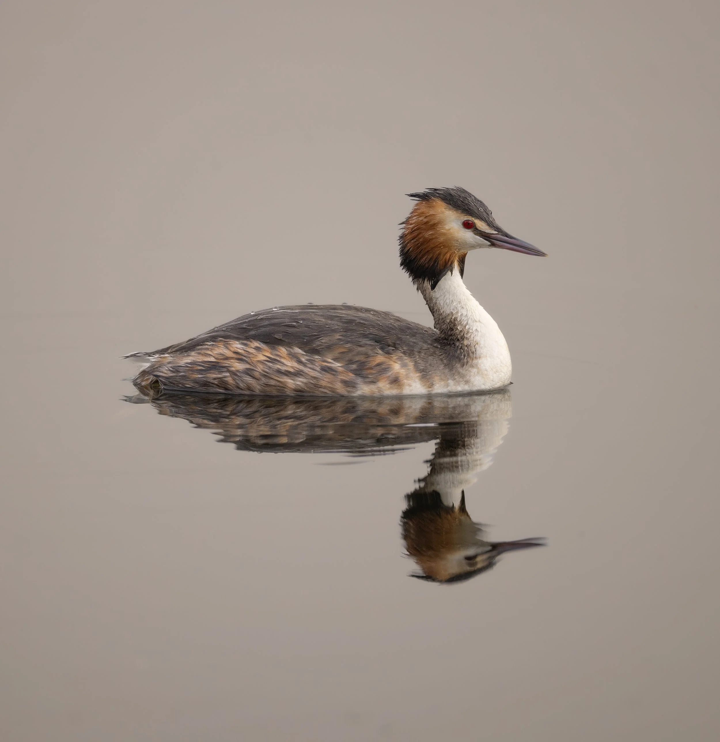 Great Crested Grebe, RSPB Ham Wall, Somerset
