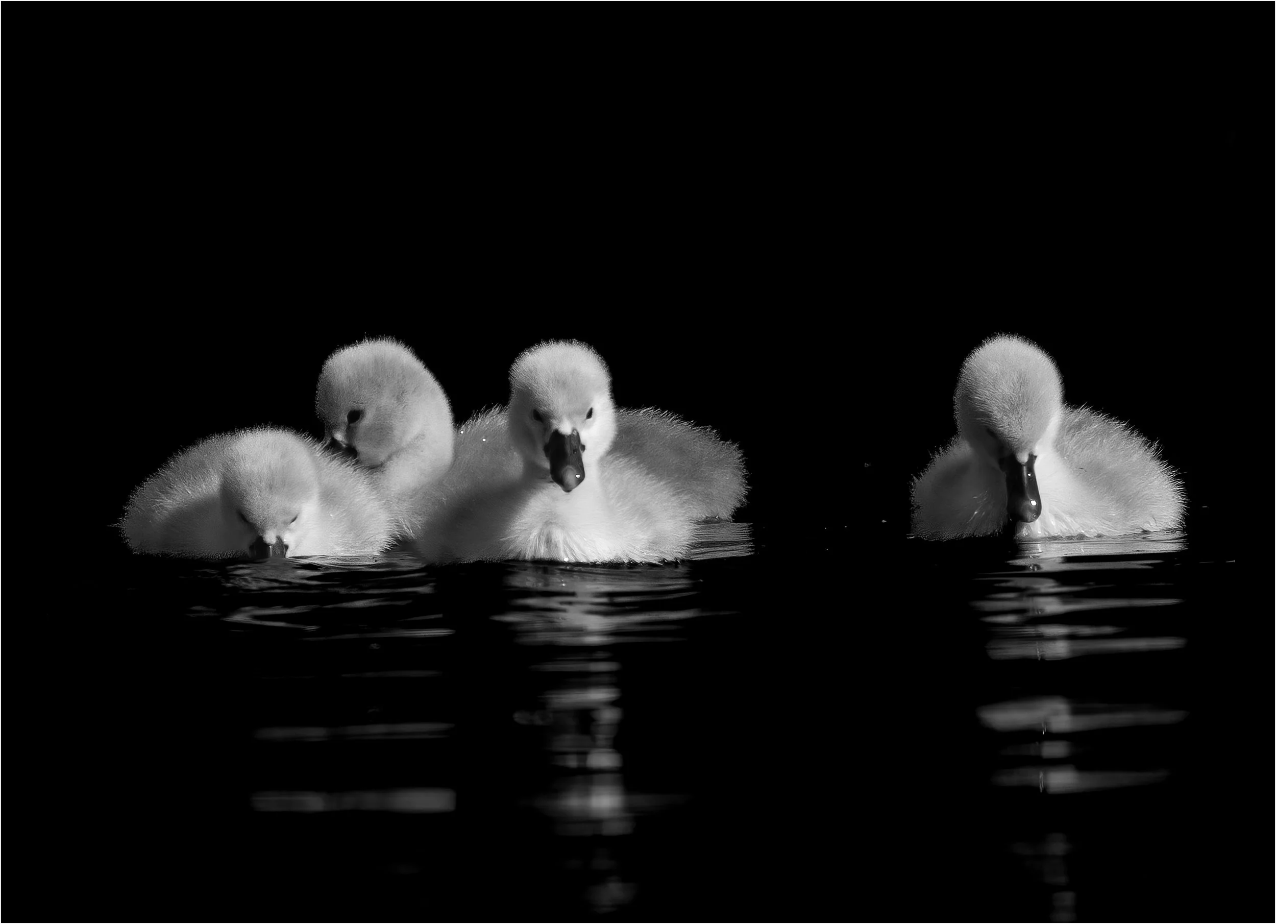 Swan Chicks.jpg