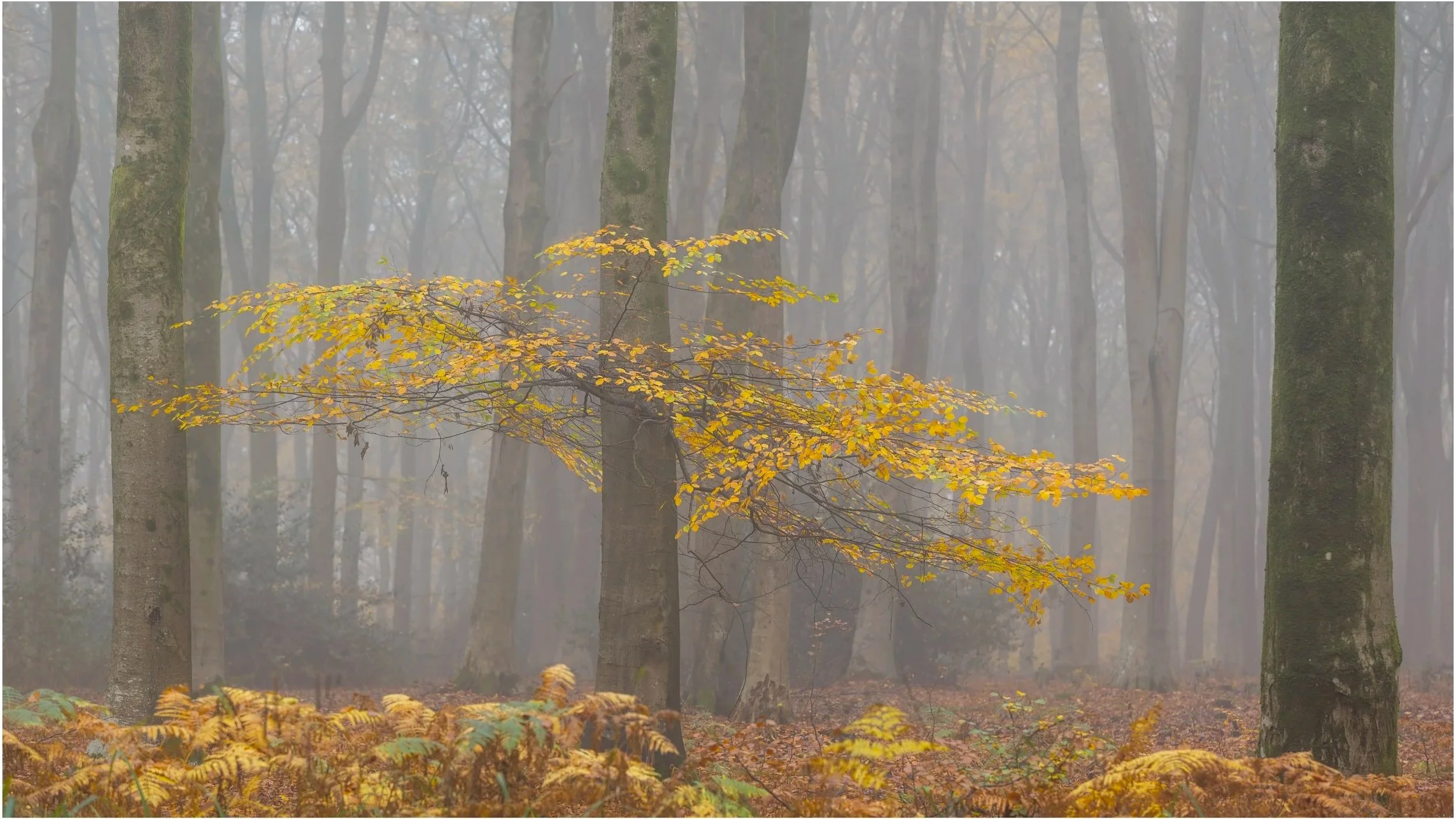 West Woods, Wilshire