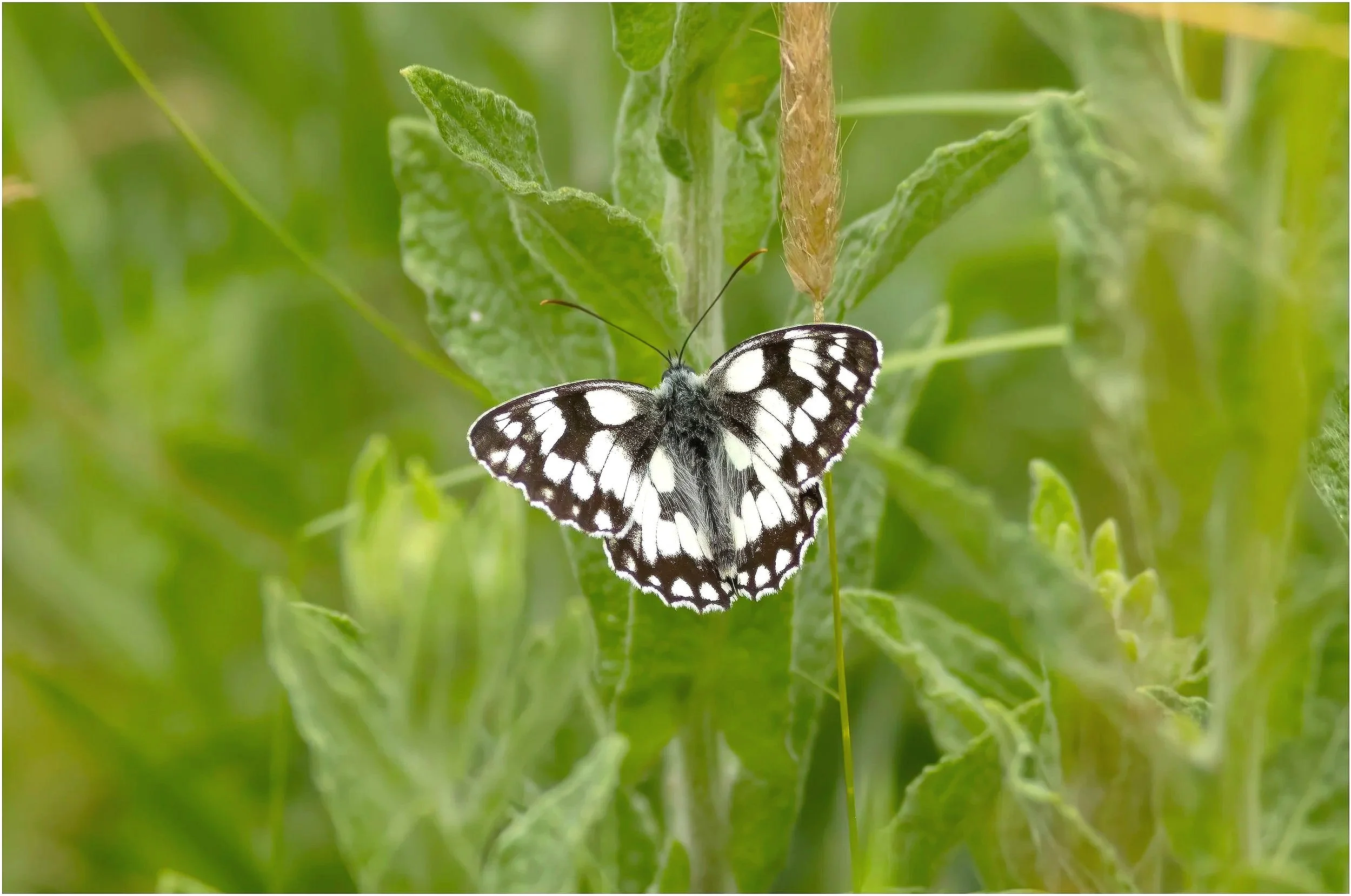 Marbled White Butterfly, Overscourt Wood, Bristol
