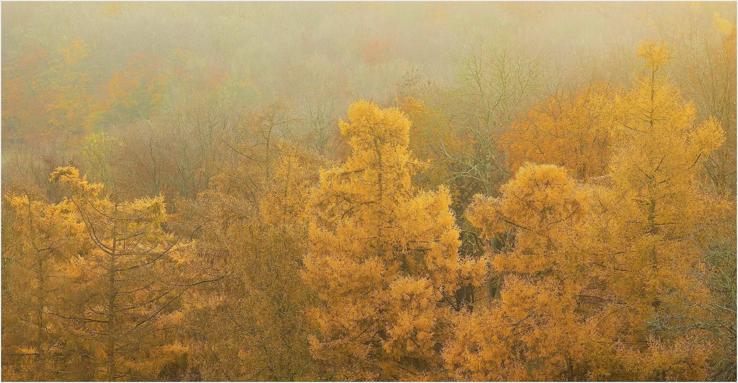 West Woods, Wiltshire