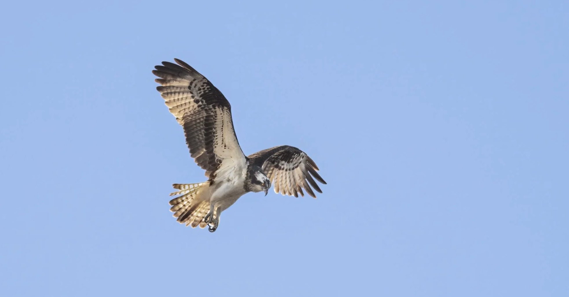 Osprey, Chew Valley Lake, Somerset