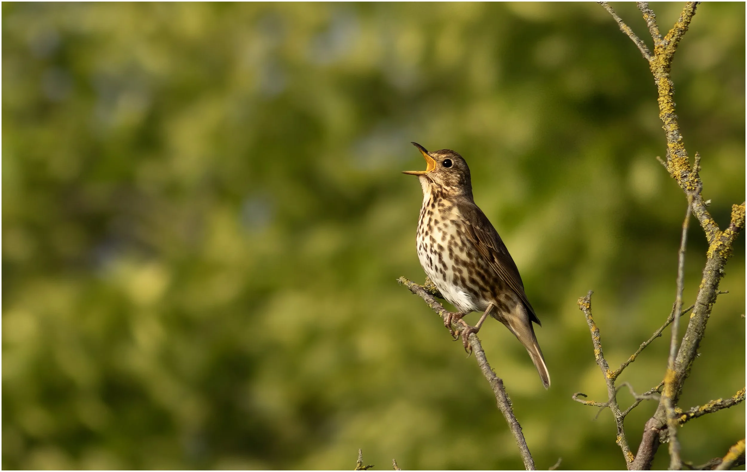 Song Thrush, Warmley, Bristol