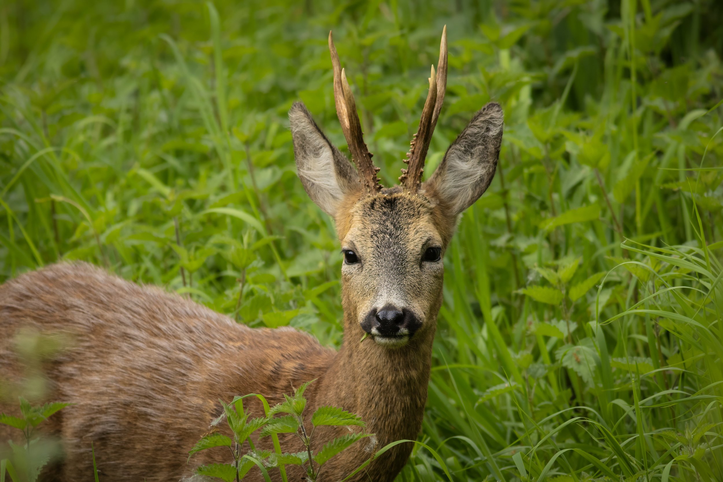 Roe Deer, Warmley, Bristol