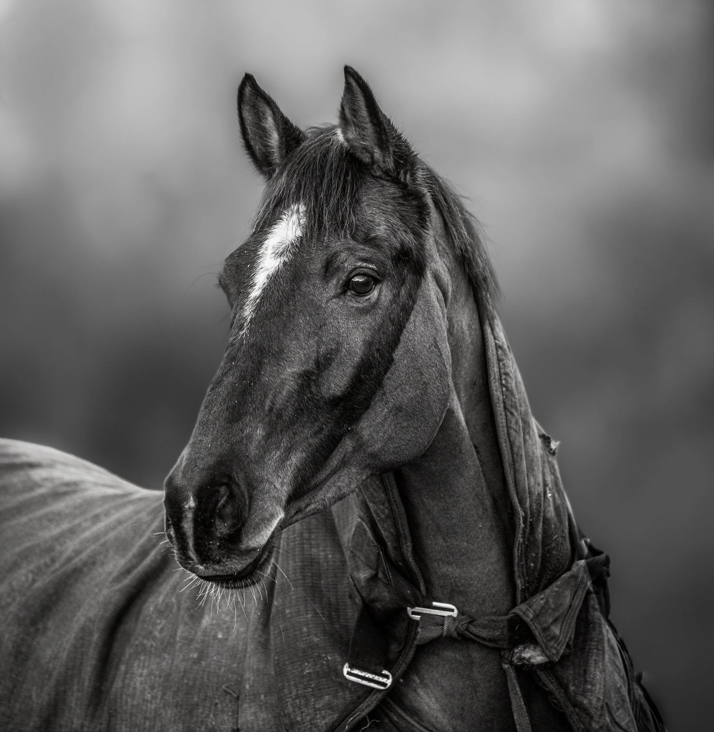 388A8877 Black a White small.jpg