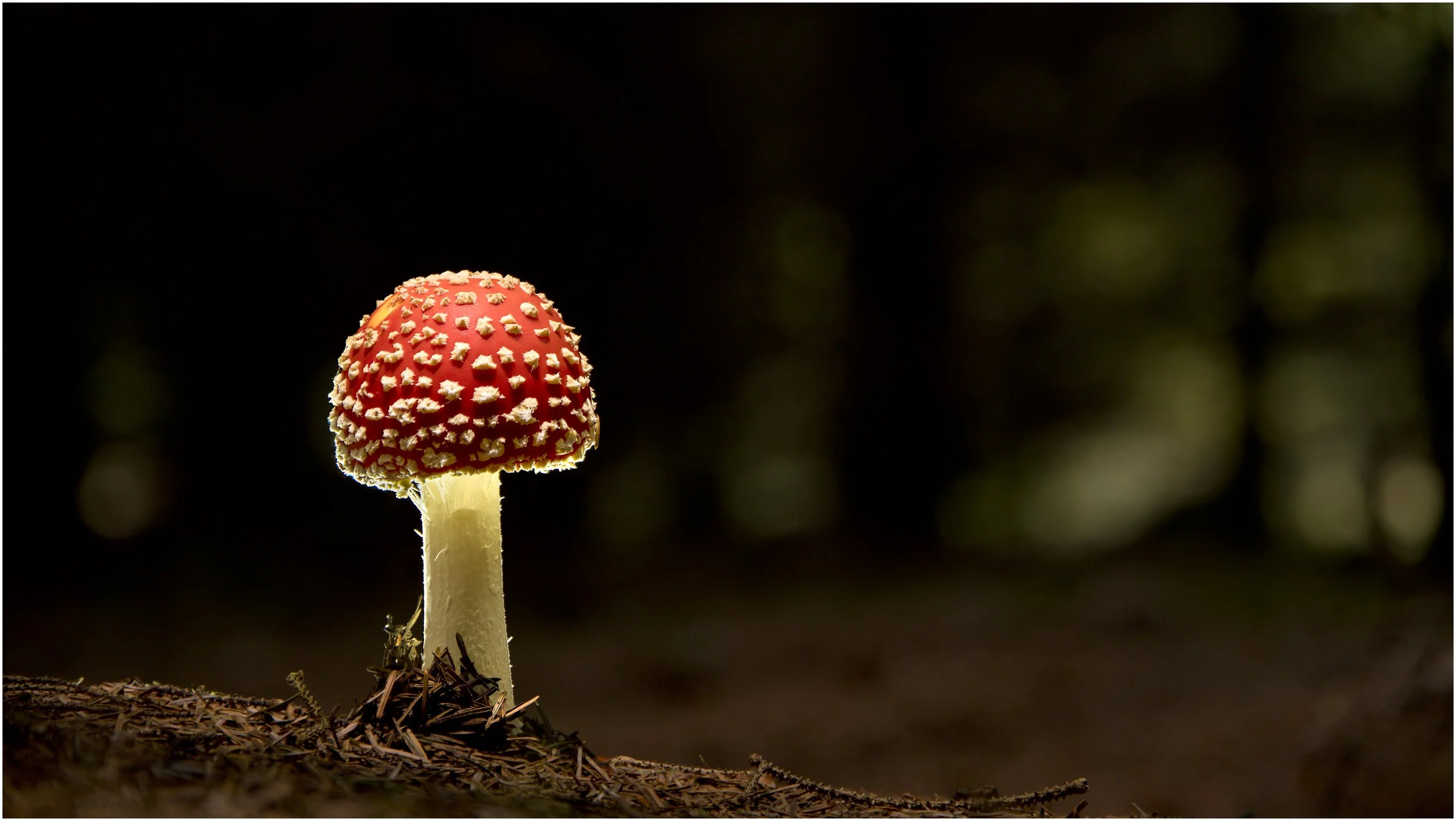 Stockhill Wood, Somerset


