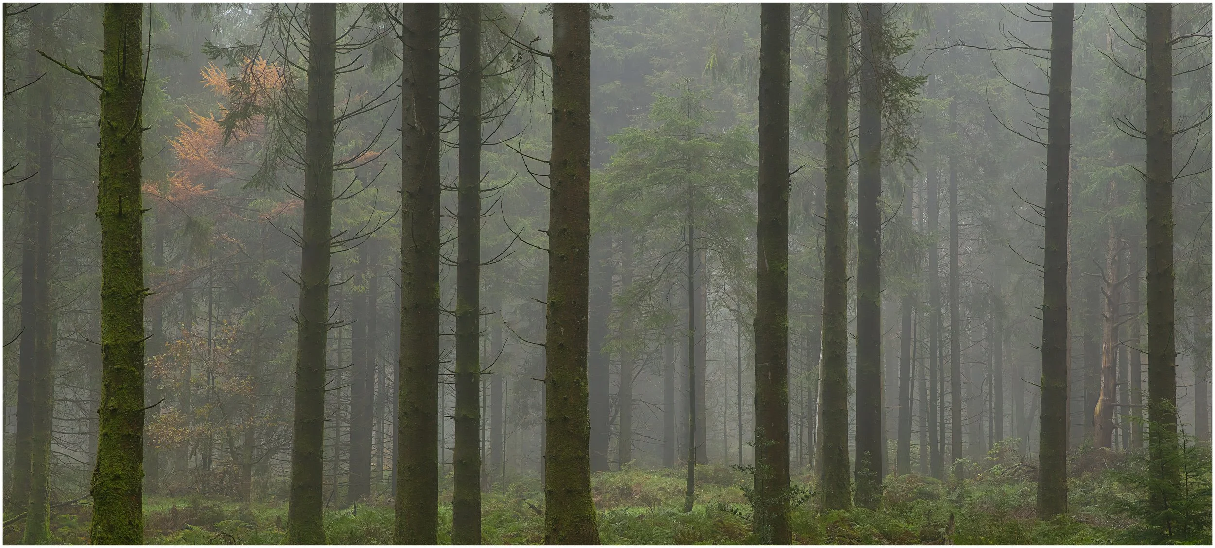 Stockhill Wood, Somerset