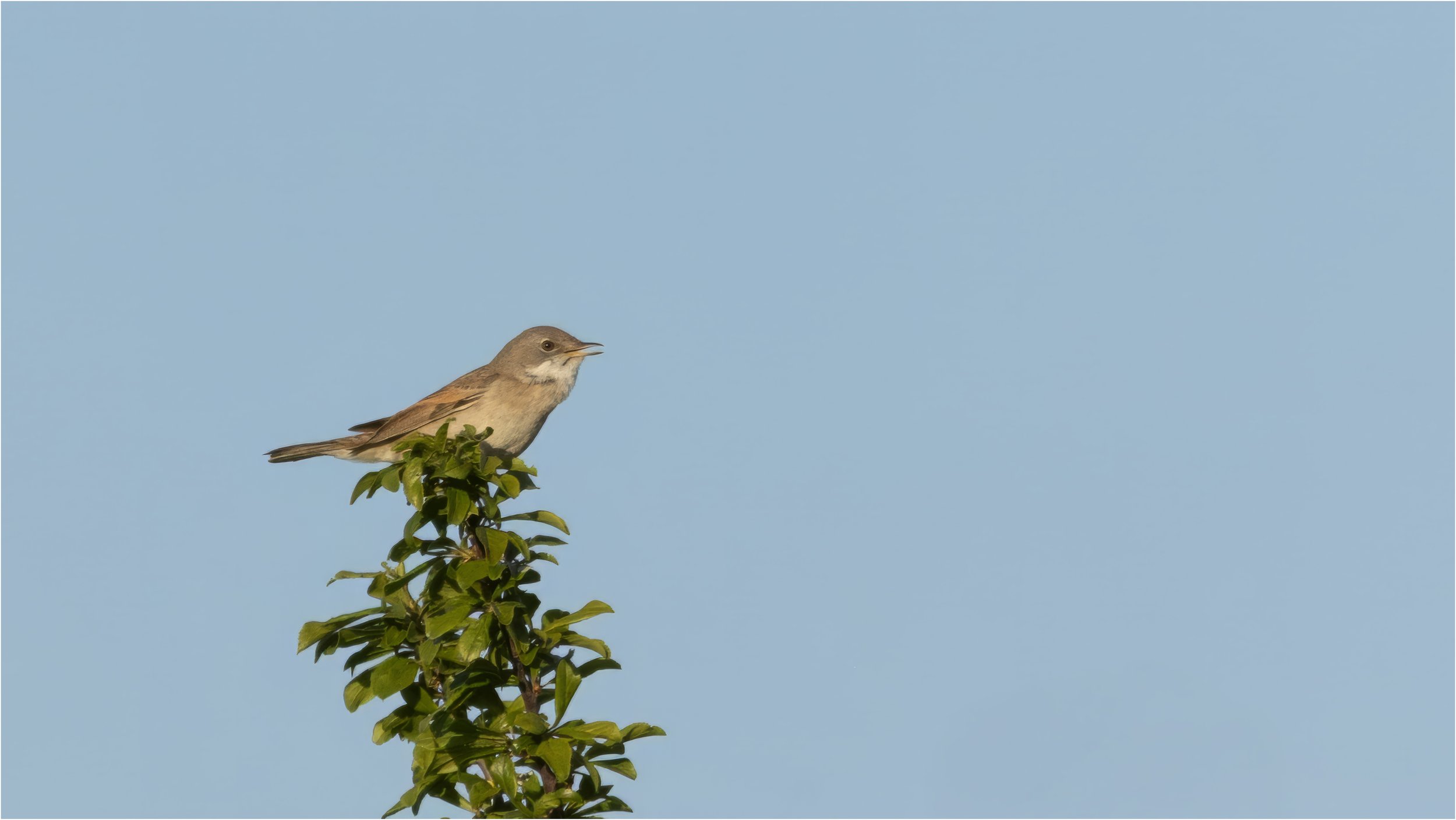 Greater Whitethroat
