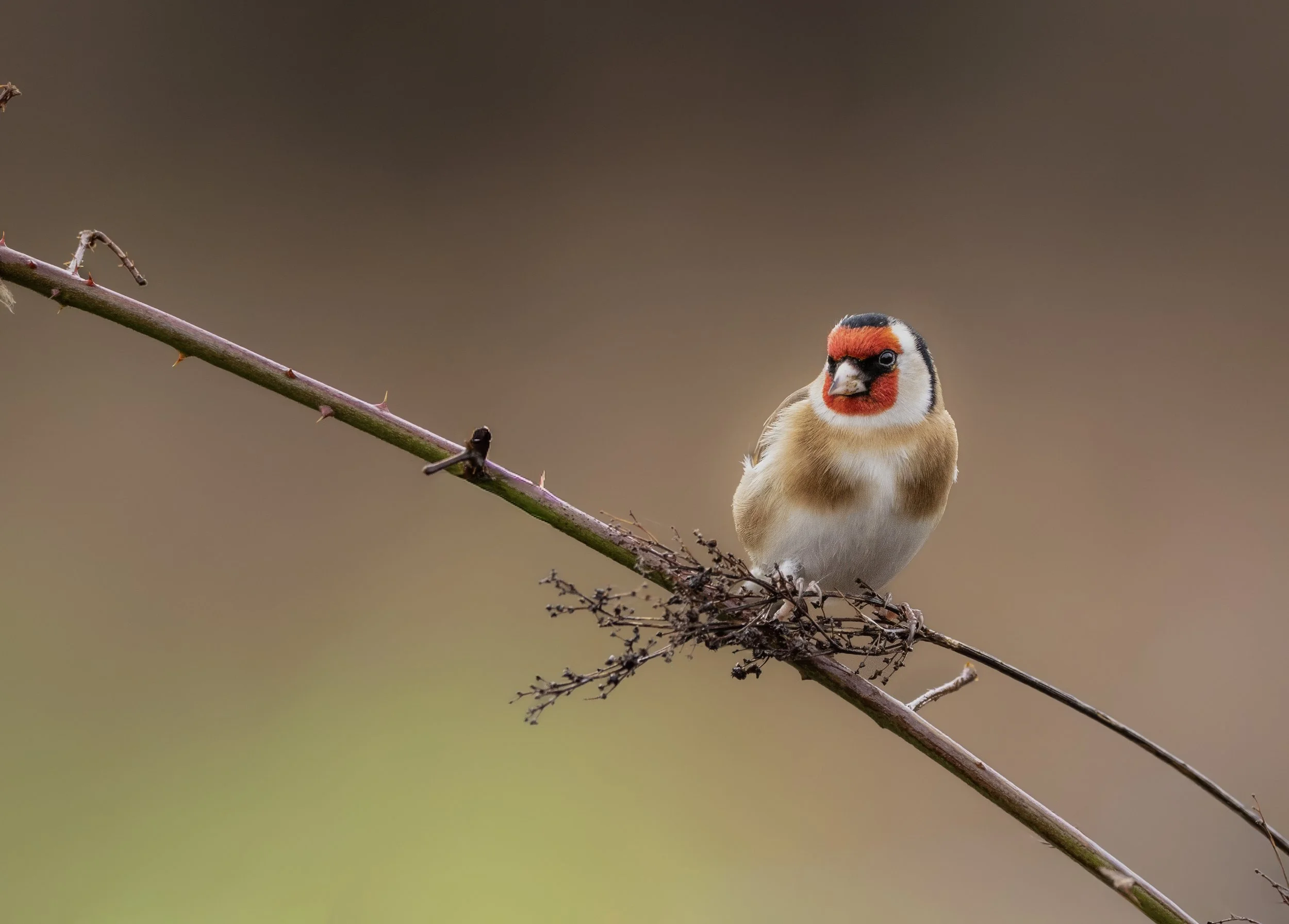Goldfinch, RSPB Ham Wall, Somerset 