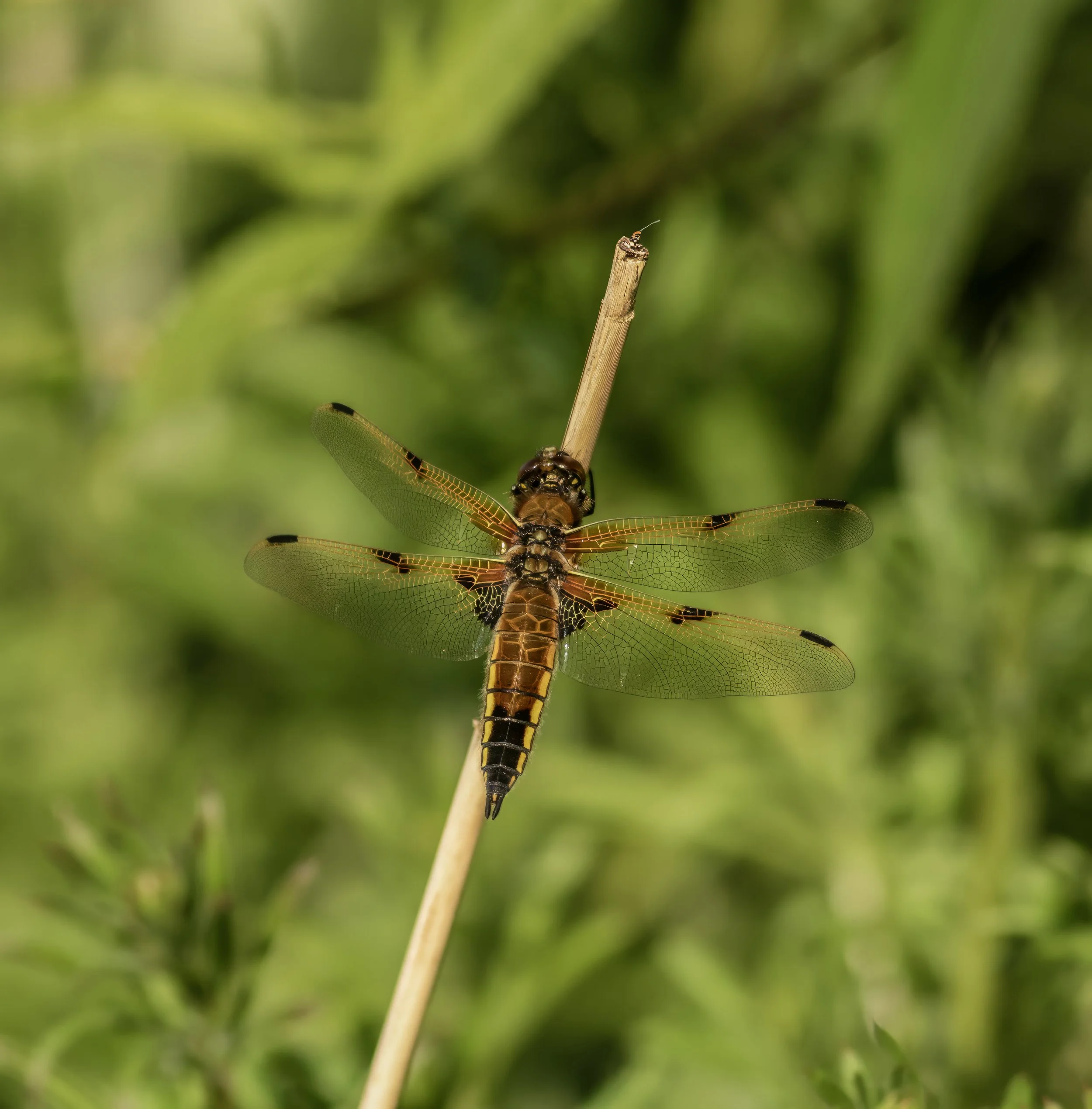 Four-spotted Chaser  Dragonfly