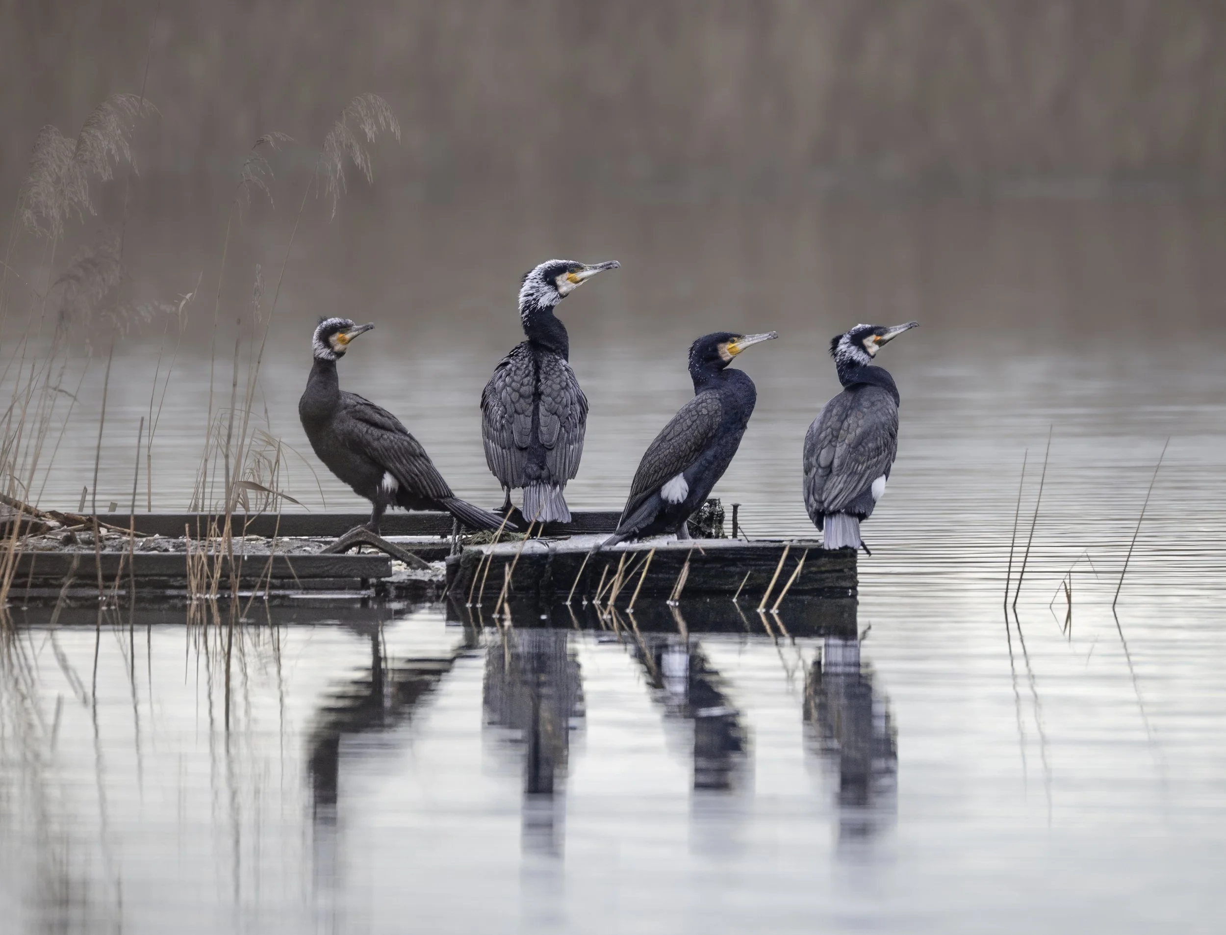 Cormorant's, RSPB Ham Wall, Somerset