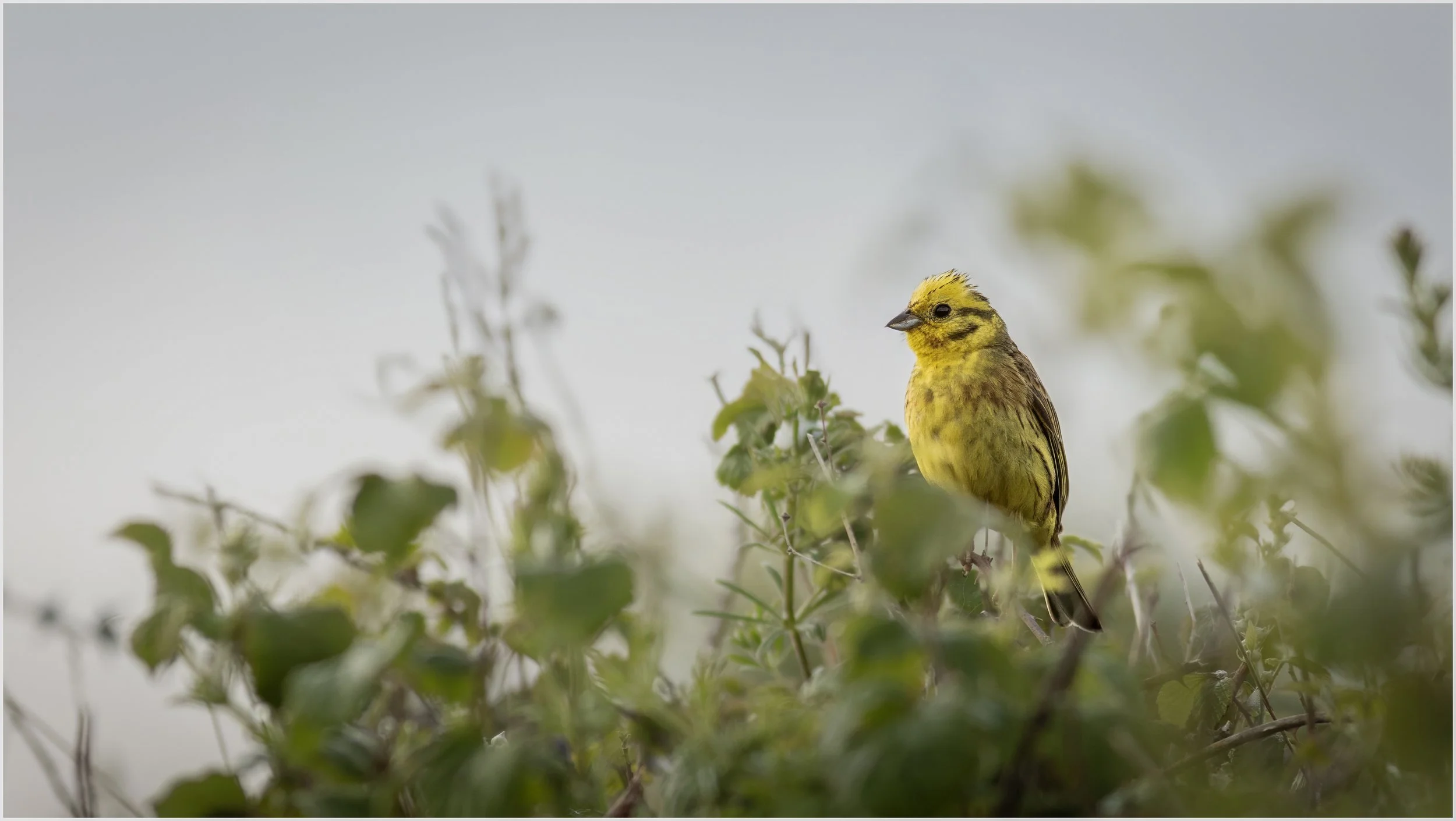 Yellowhammer