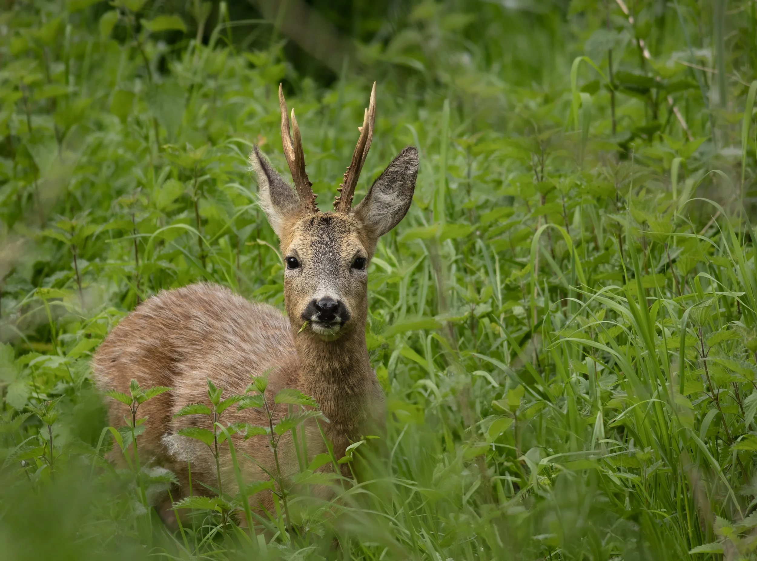 Roe Deer (Buck)