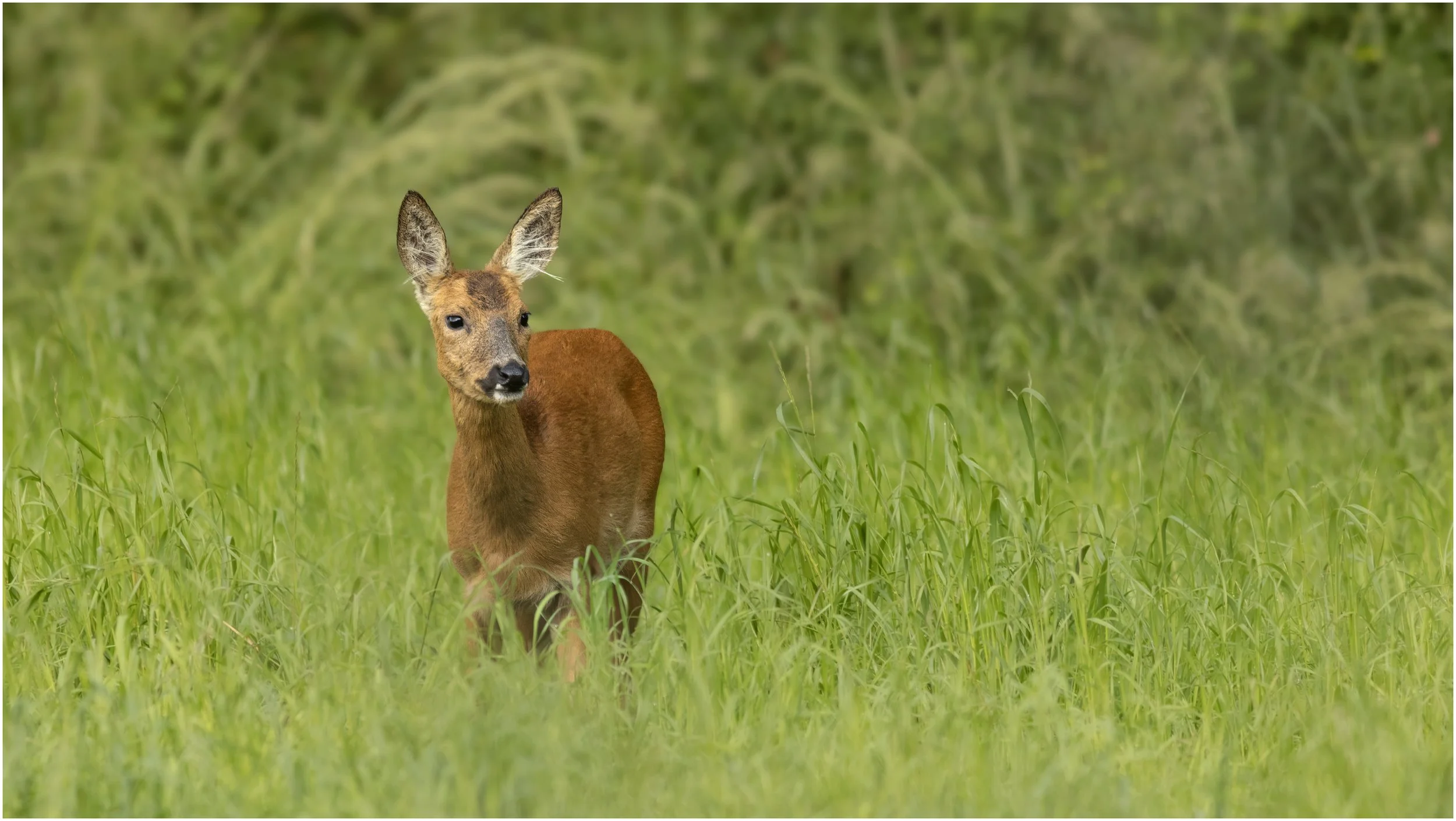 Roe Deer (Doe)