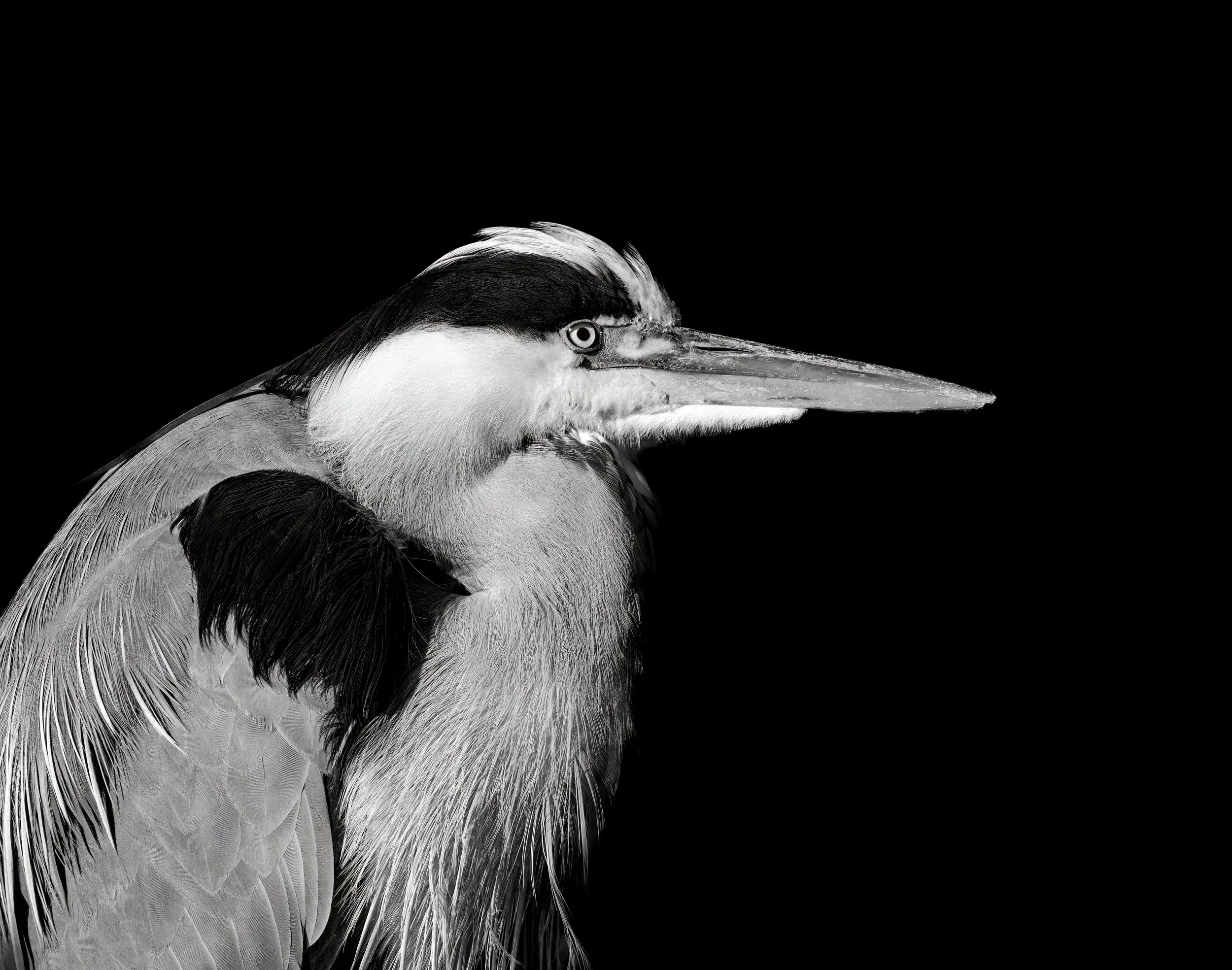 Heron Warmley Forest Park copy Black And White.jpg