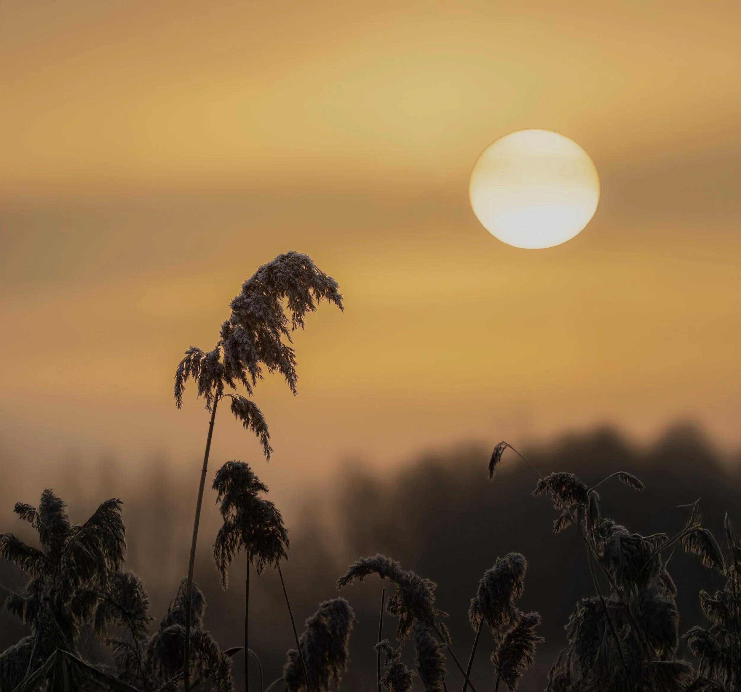 RSPB Ham Wall, Somerset
