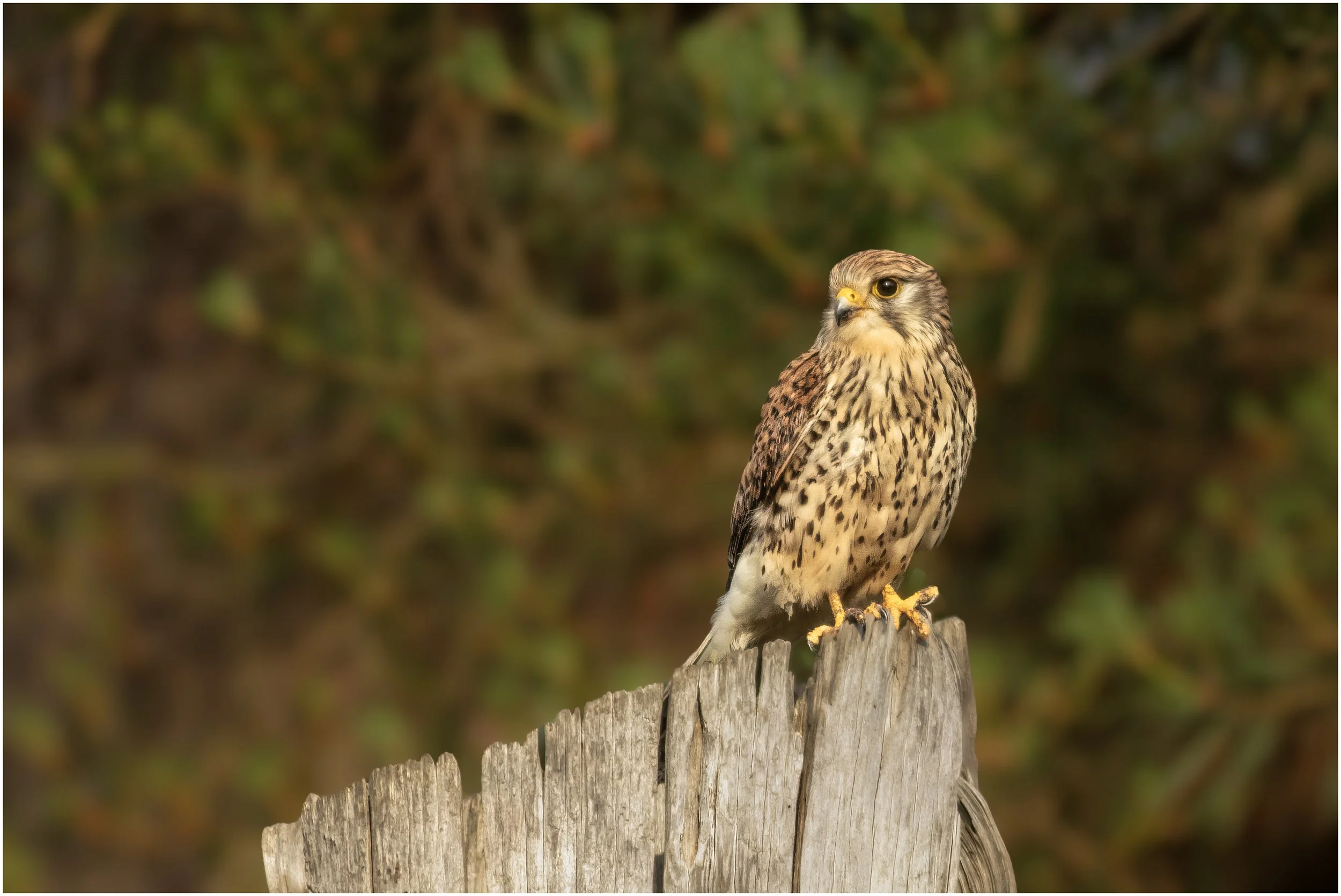 Kestrel (Female)