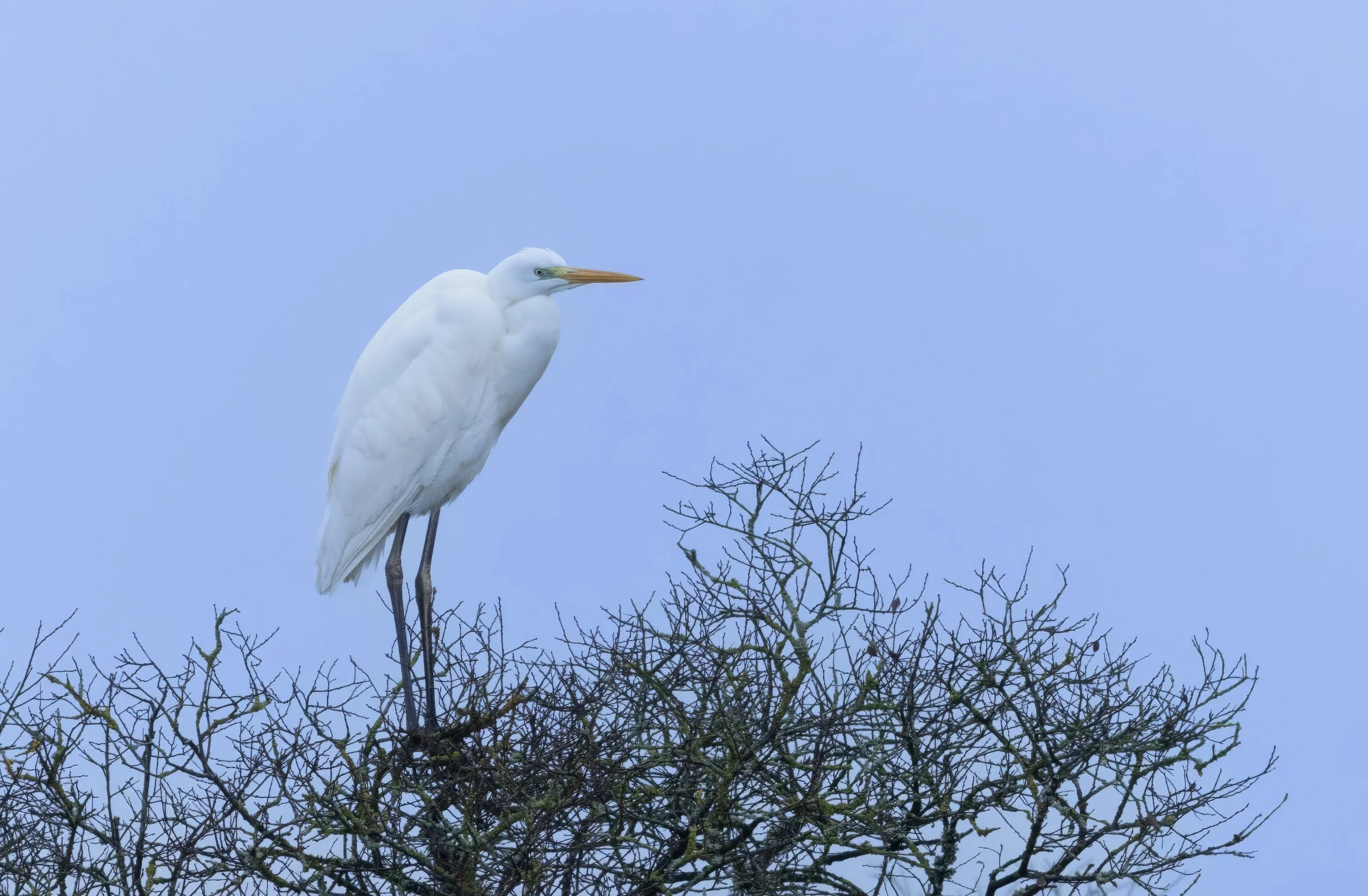 Great White Egret, Chew Valley Lake, Somerset
