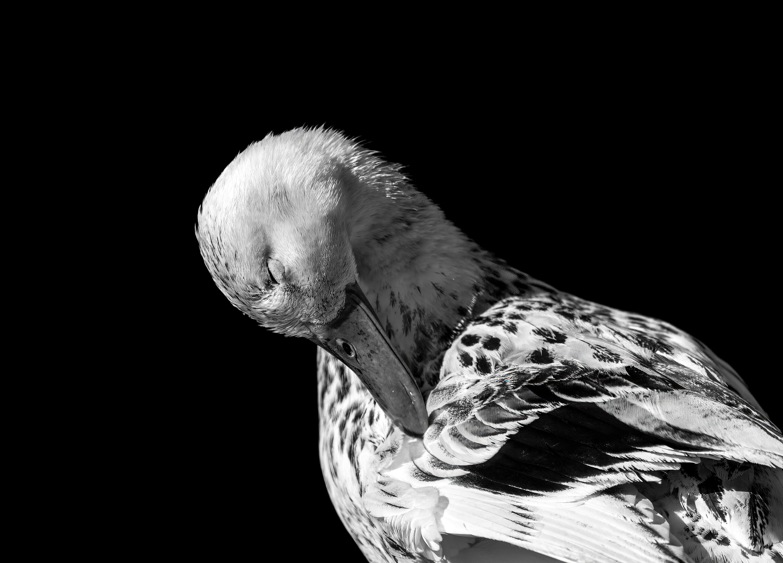 Mallard White BaW.jpg