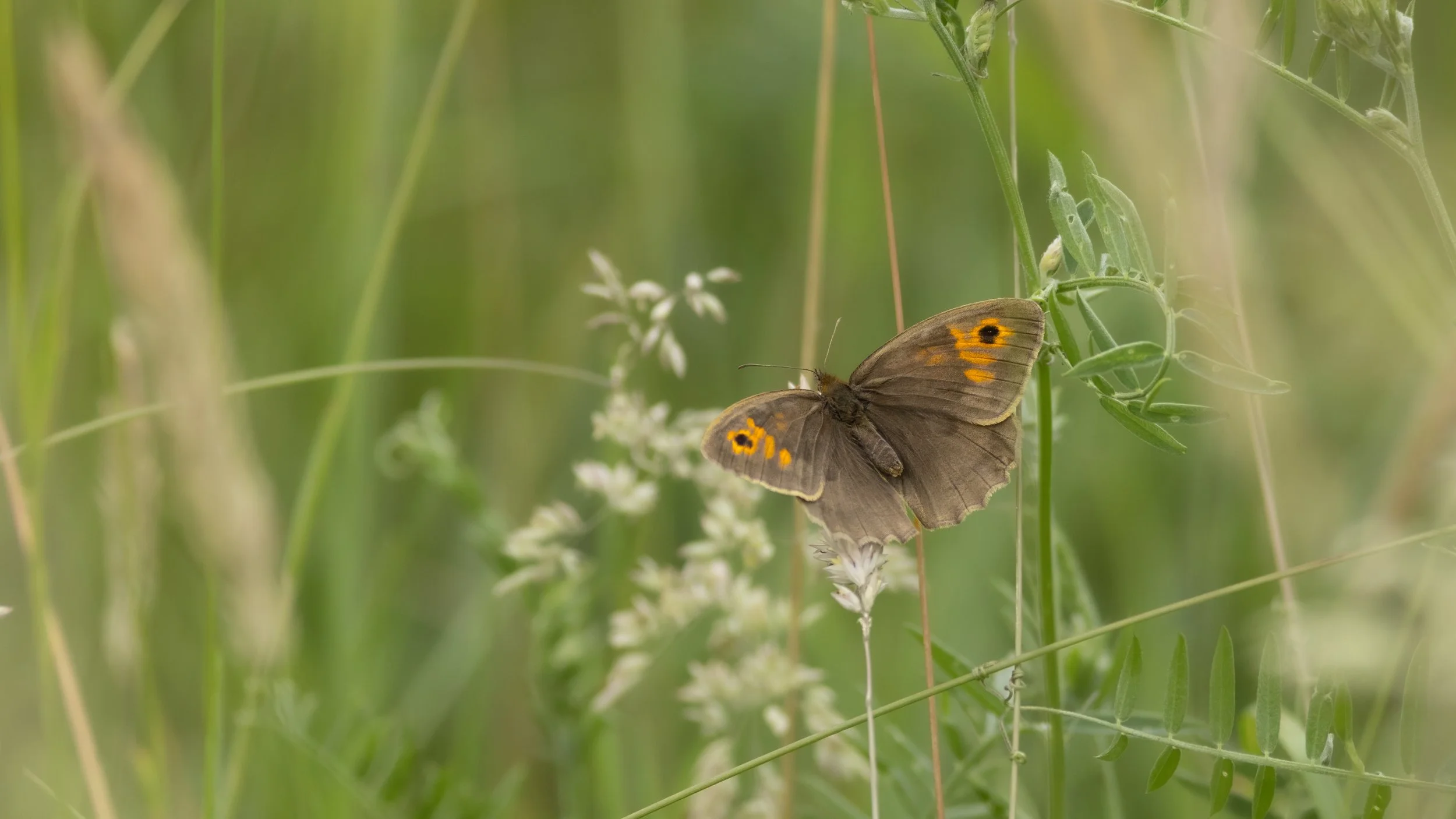 Meadow Brown Butterfly
