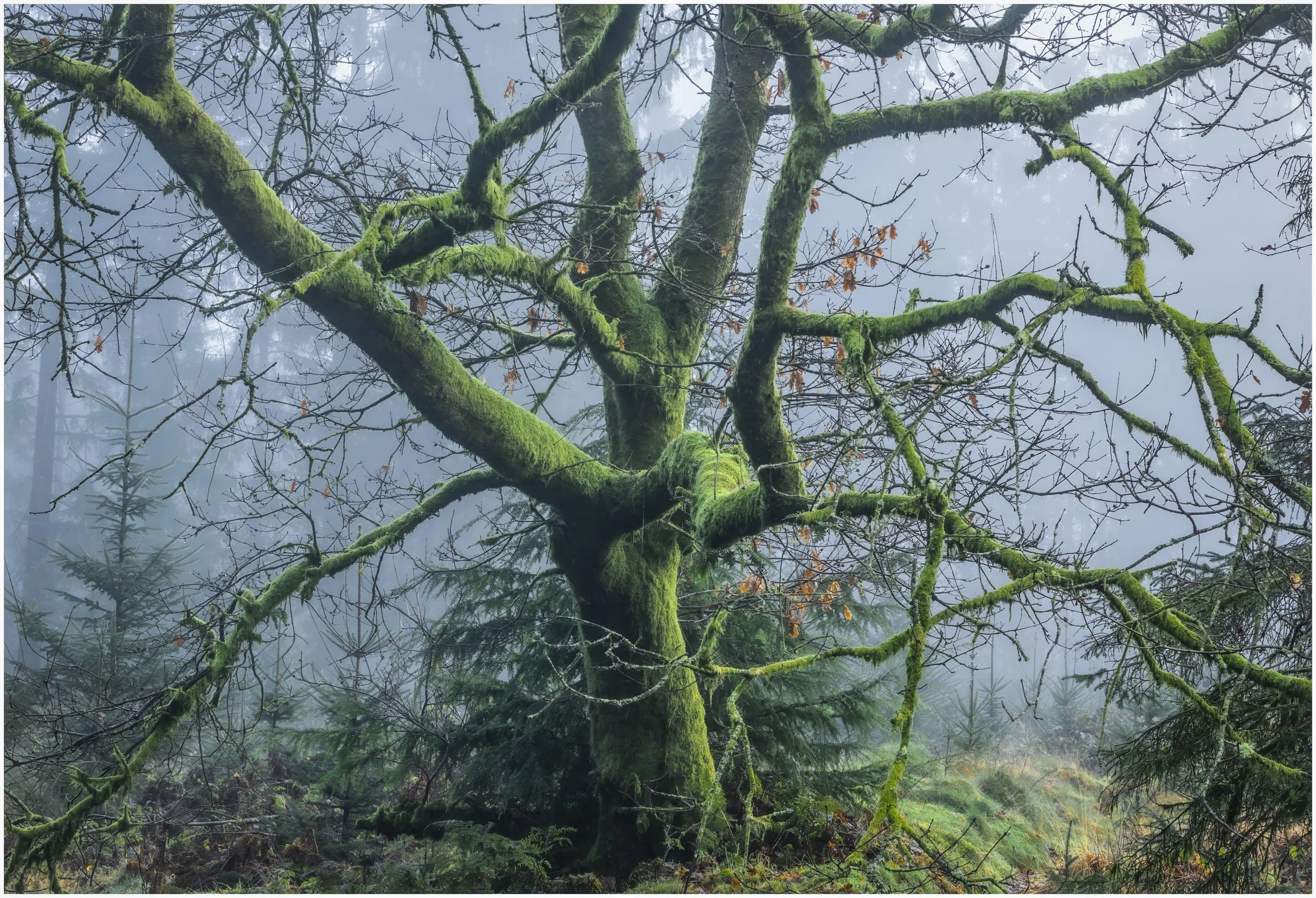 Stockhill Wood, Somerset