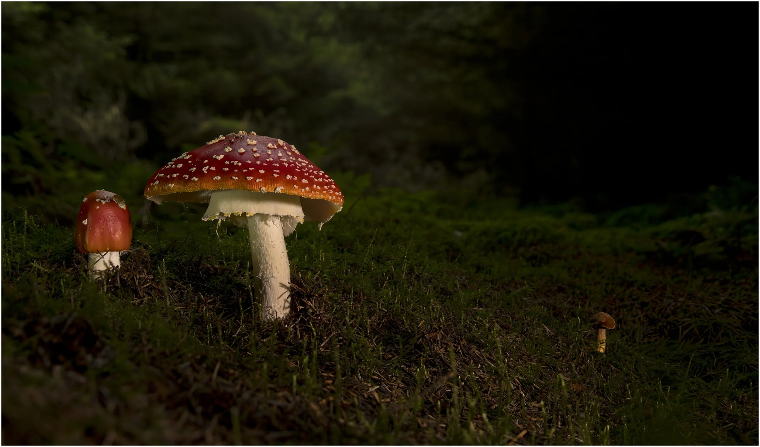 Fly Agaric - Stockhill Wood, Somerset