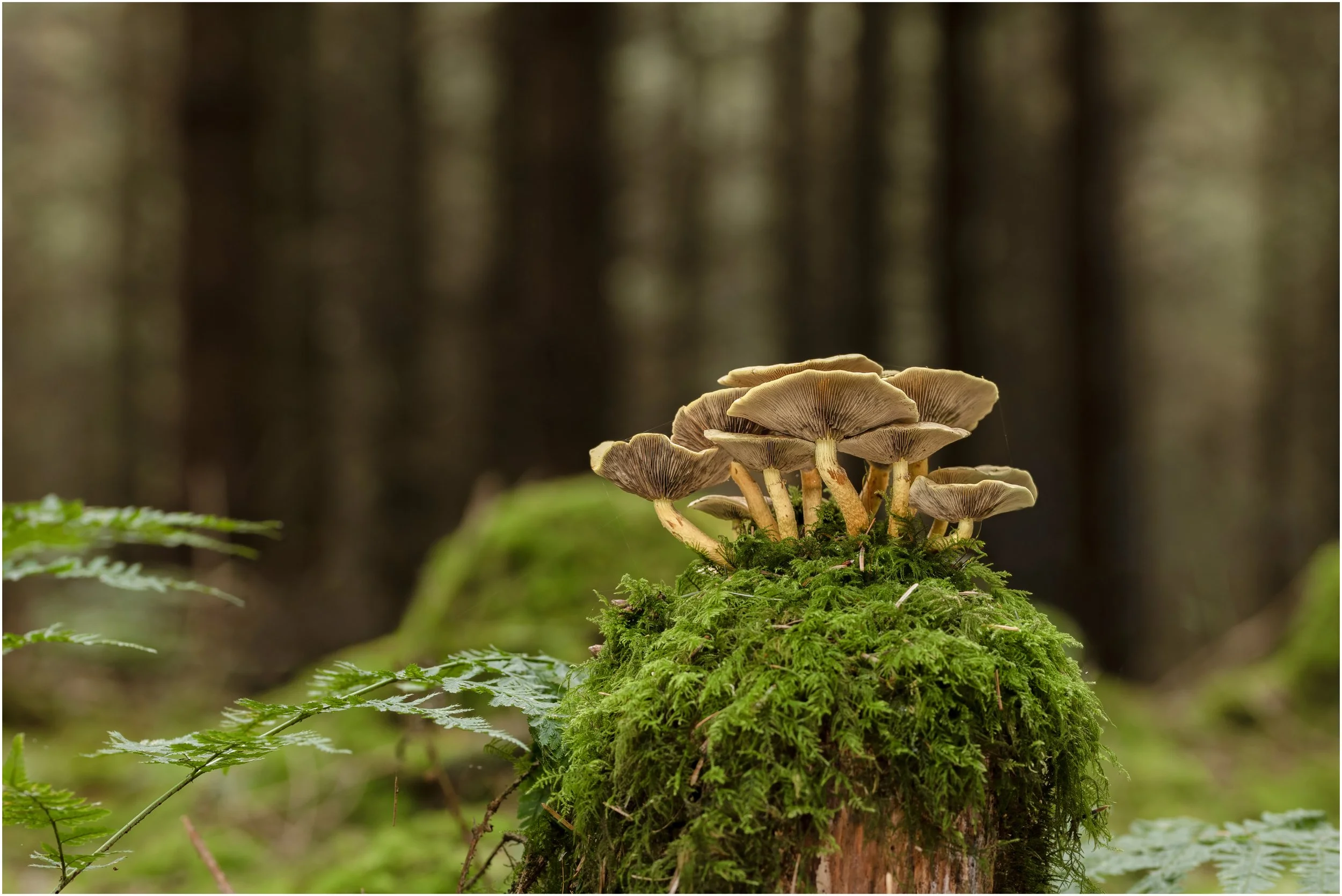 Stockhill Wood, Somerset