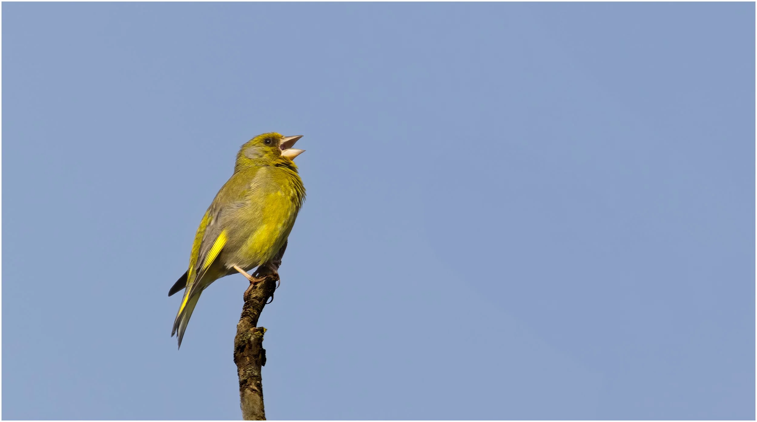 Greenfinch