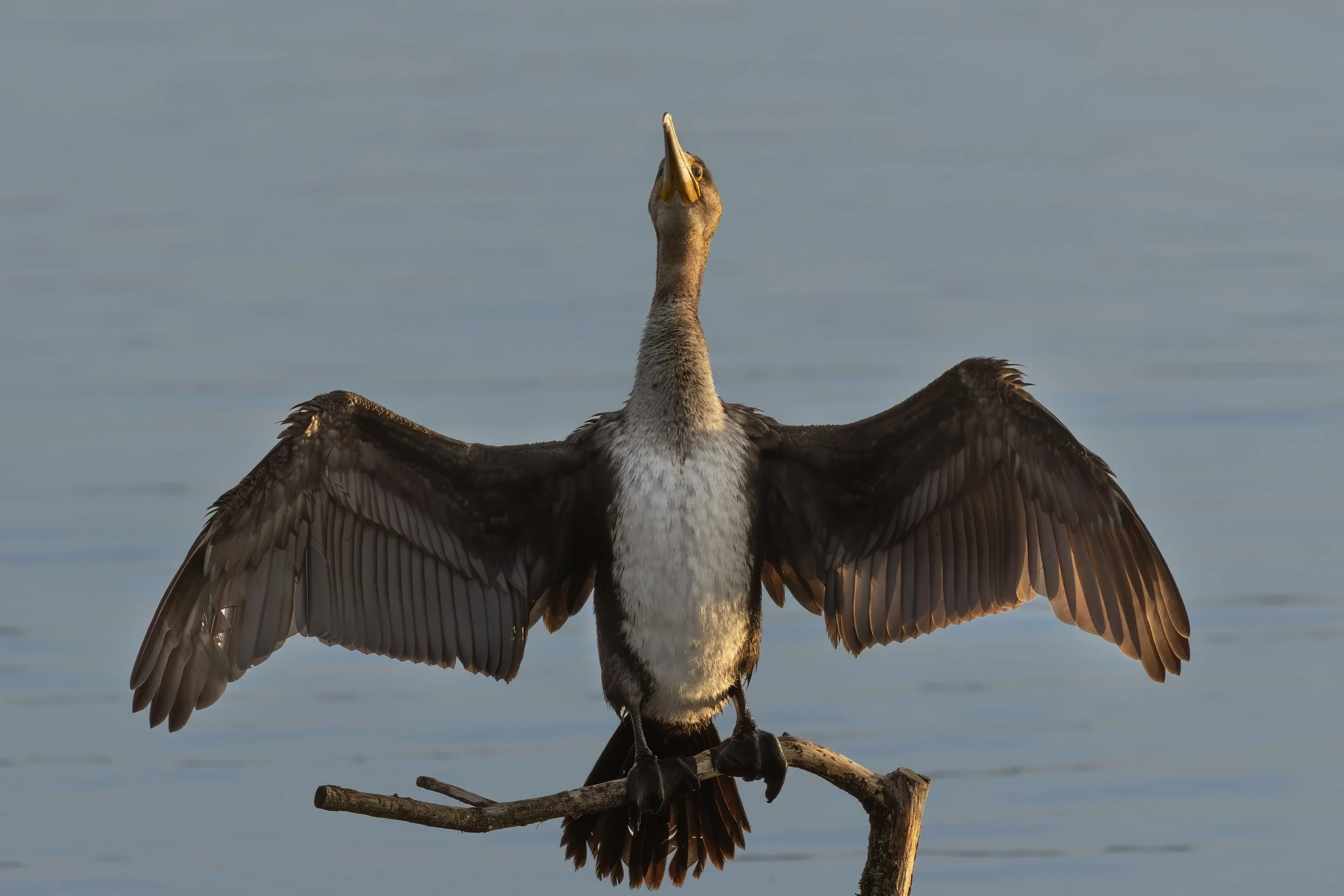Cormorant, Chew Valley Lake, Somerset
